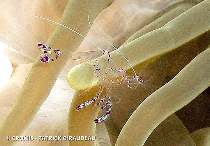 Crevette nettoyeuse de Holthuis