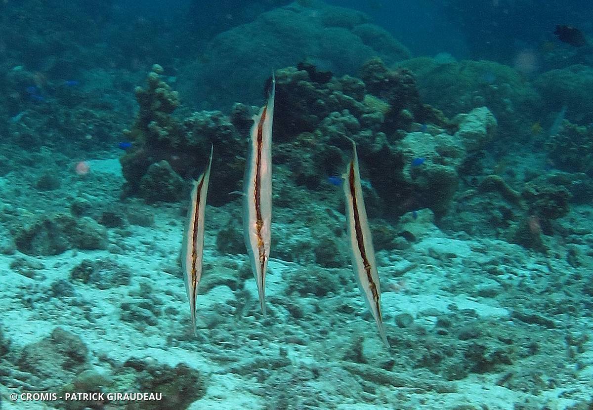 Poisson-couteau strié