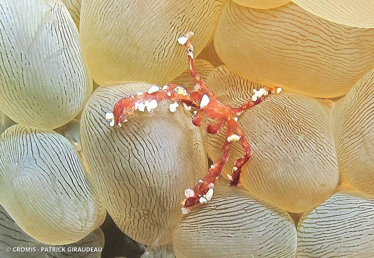 Crabe orang-outan