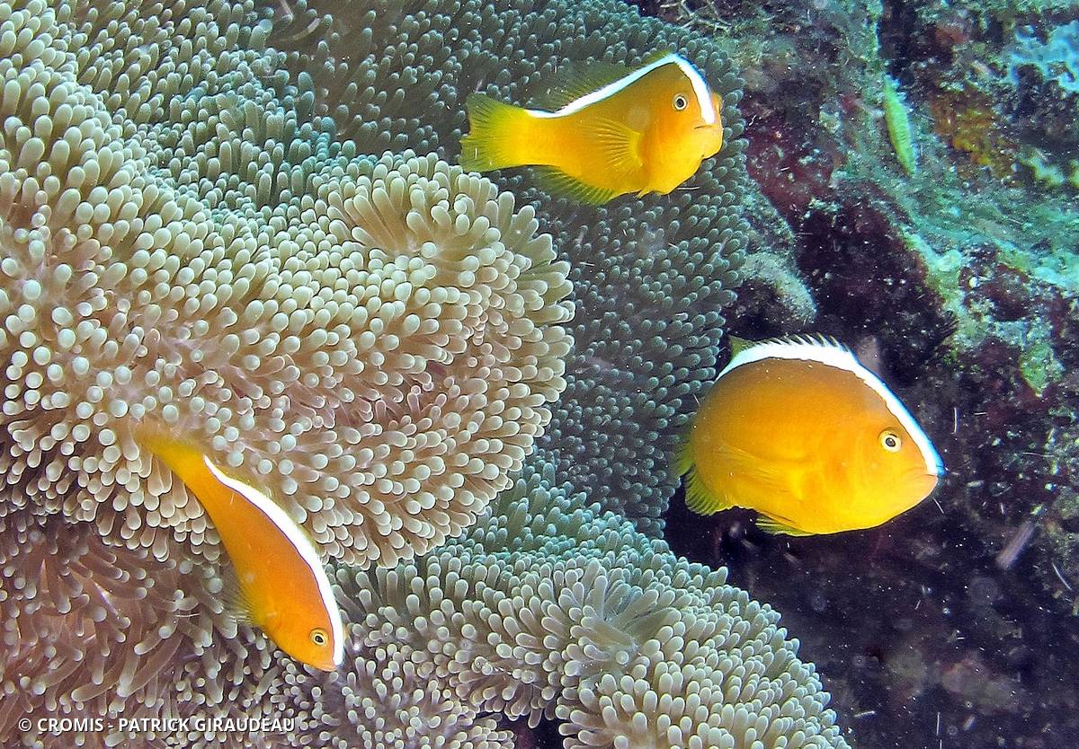 Poisson-clown orange