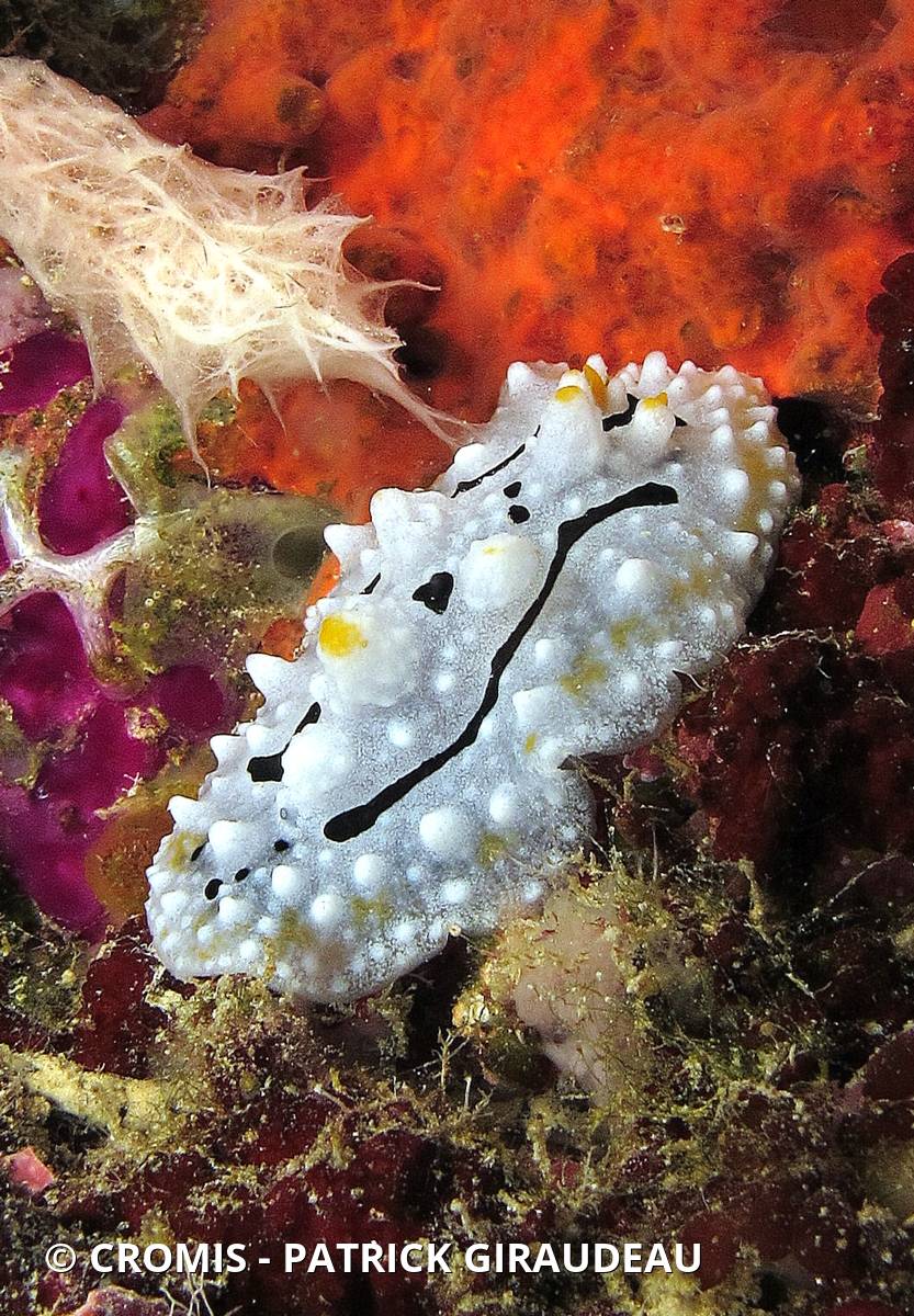 Phyllidiopsis de Shireen