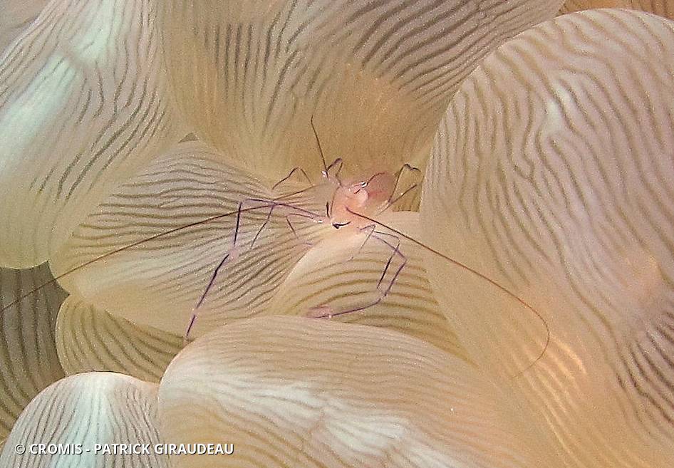 Crevette du corail bulle
