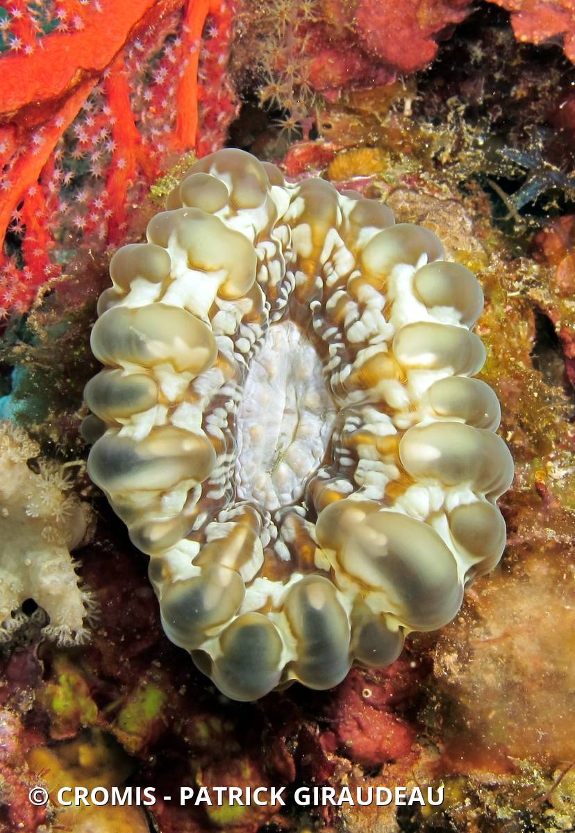 Corail à larmes