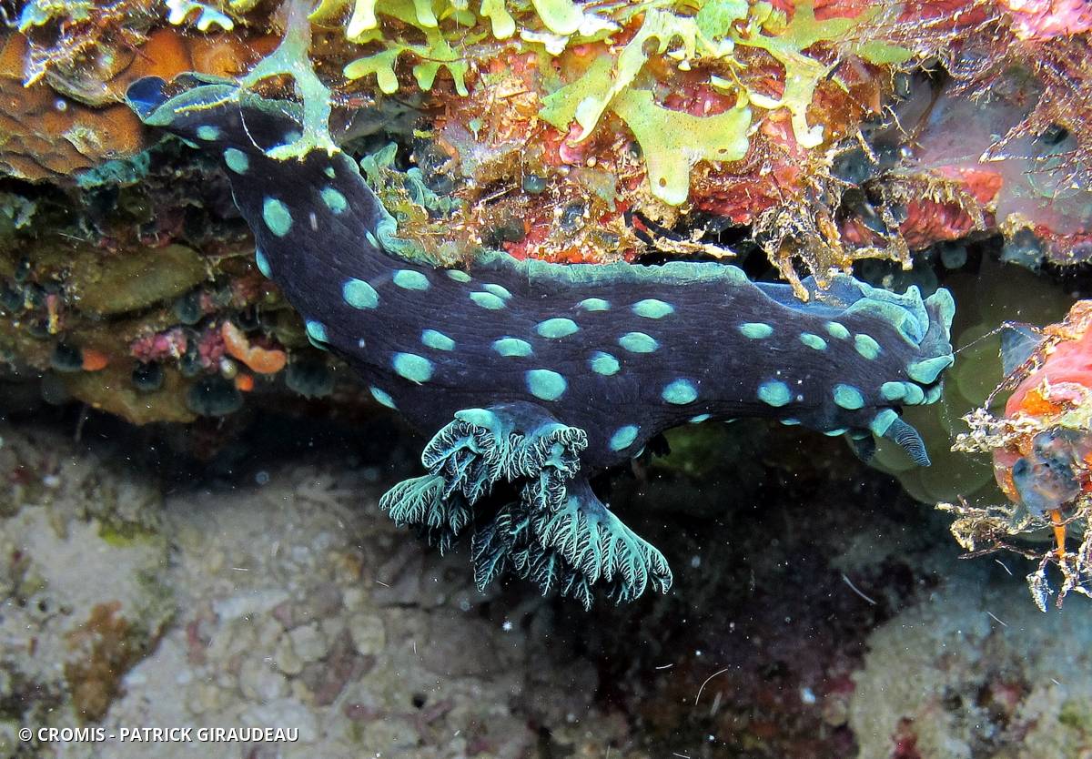 Nembrotha de Kubary
