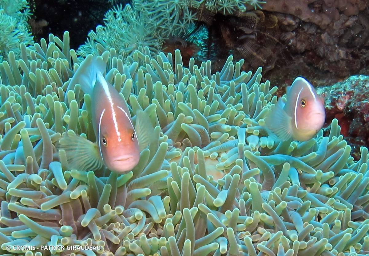 Poisson-clown mouffette