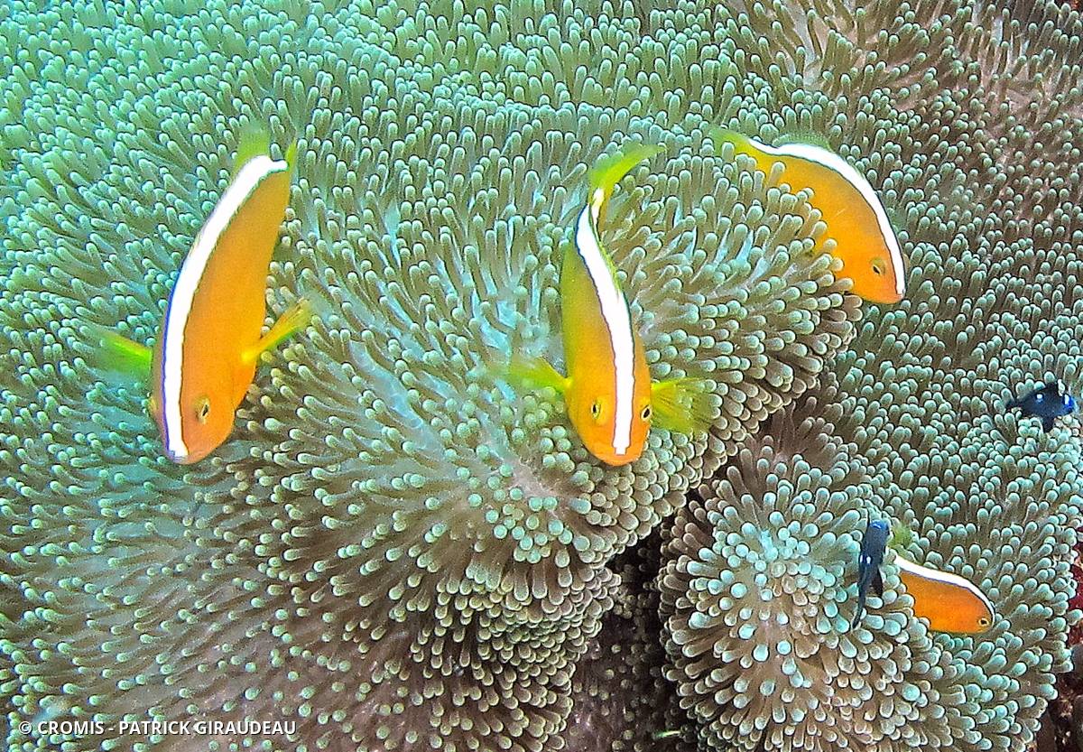 Poisson-clown orange