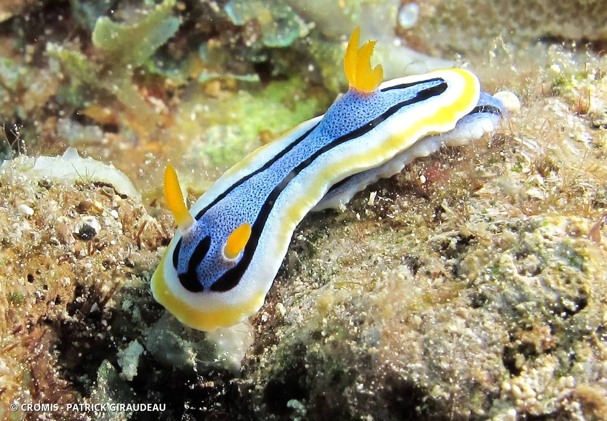 Chromodoris d'Elisabeth