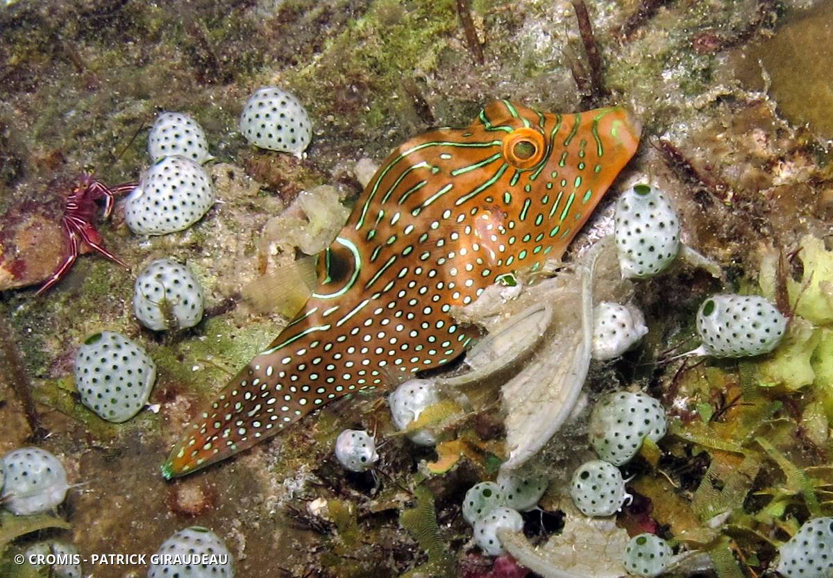 Canthigaster papou