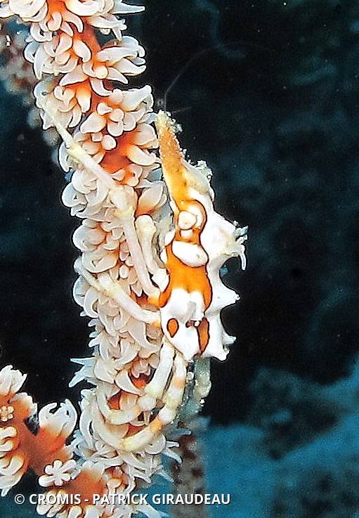 Xenocarcinus tuberculeux