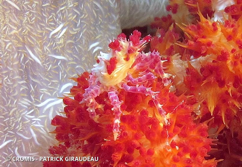 Crabe des alcyonaires