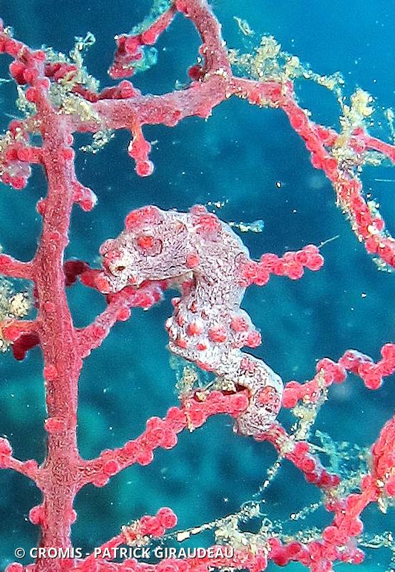 Hippocampe pygmée rose