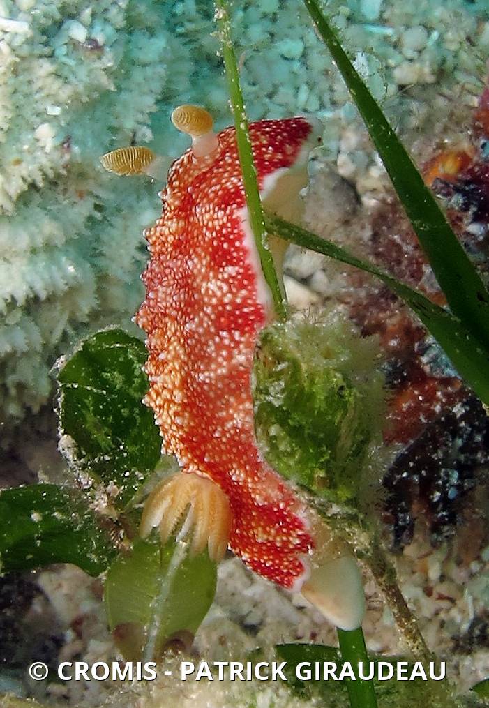 Chromodoris réticulée