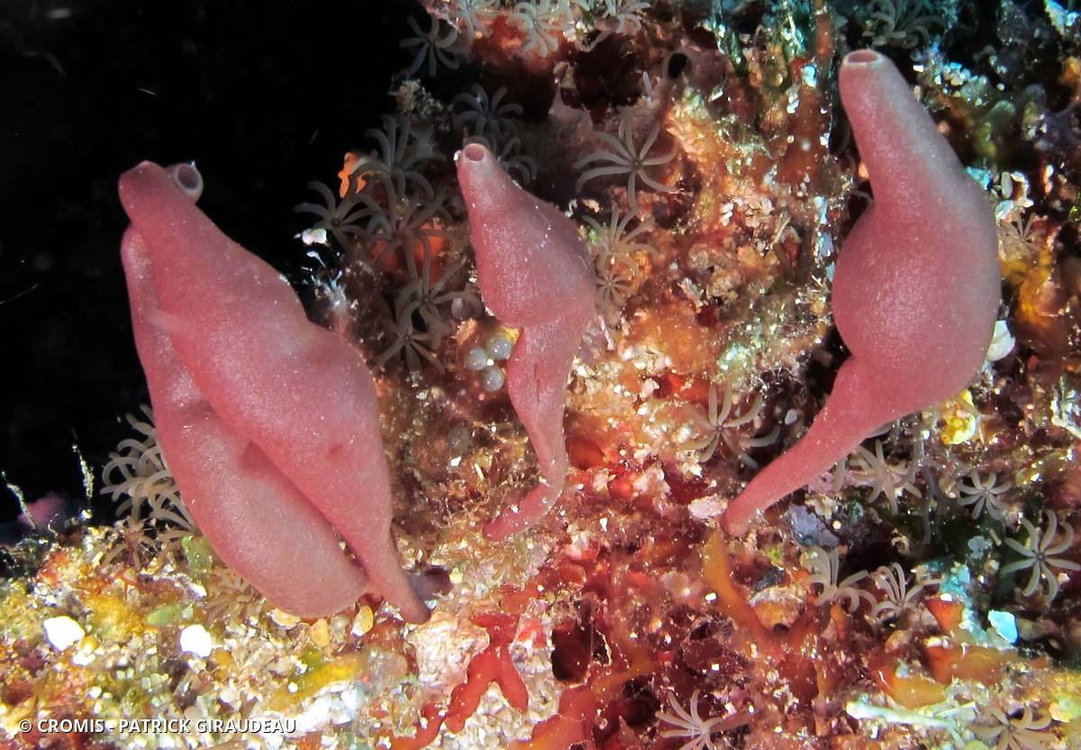 Eponge biniou