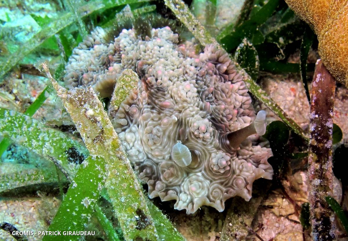 Dendrodoris tuberculée