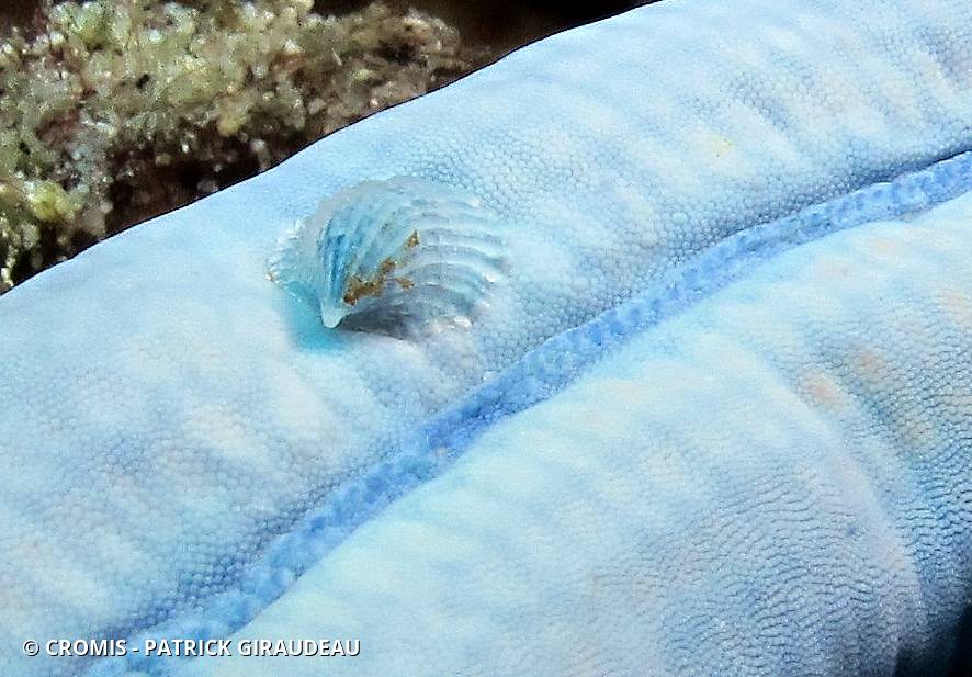 Thyca cristalline