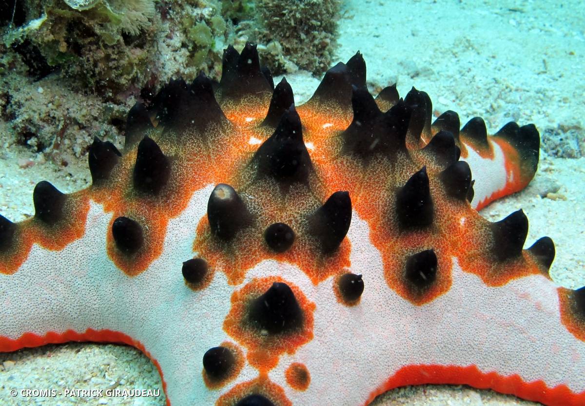 Etoile de mer à cornes du Pacifique