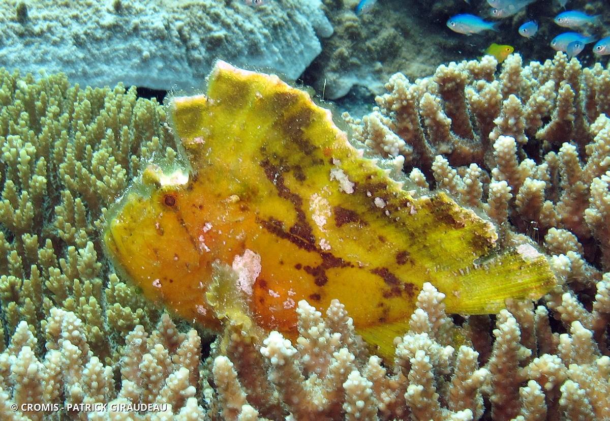 Poisson-scorpion feuille
