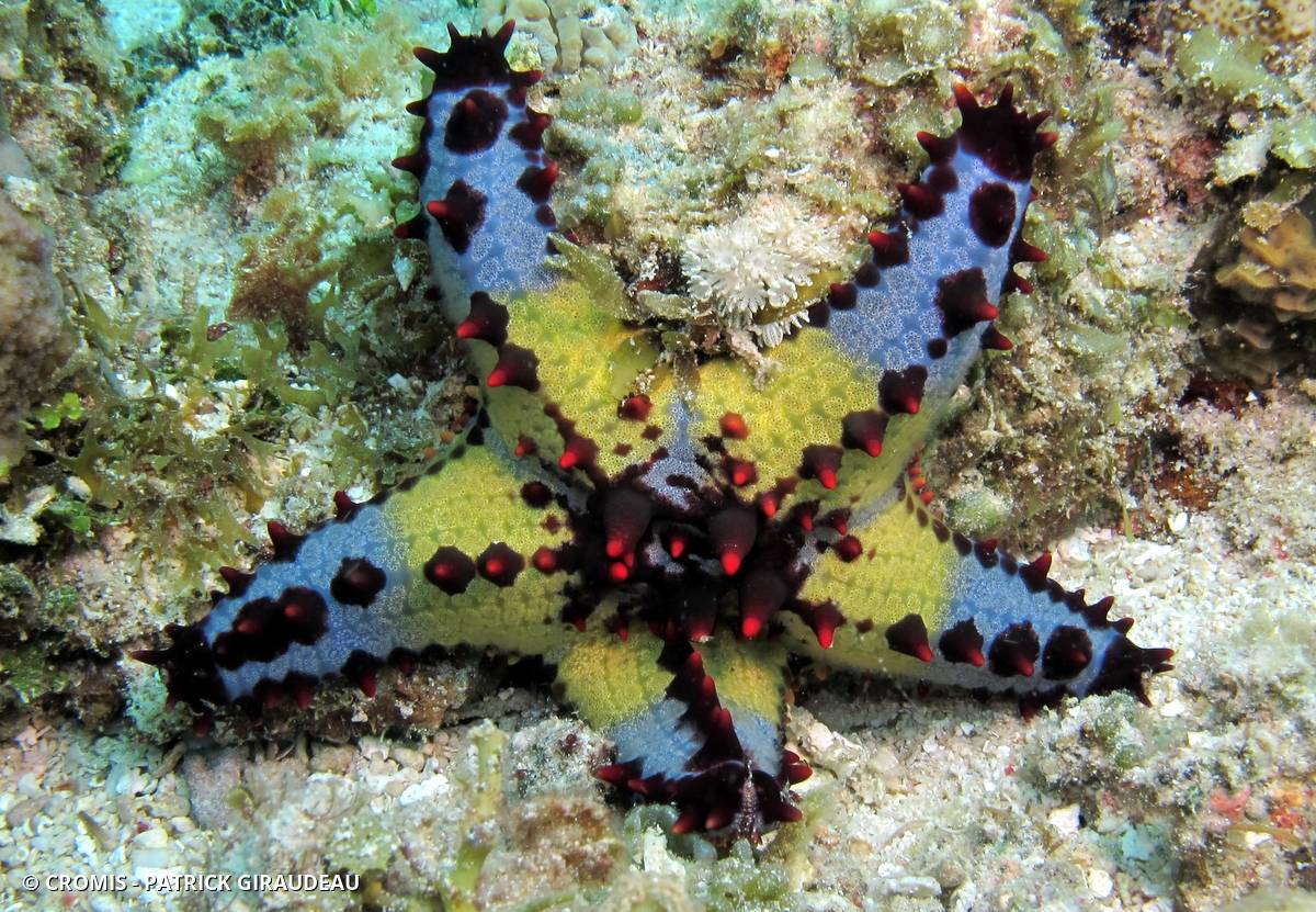 Etoile de mer à cornes de l’océan Indien