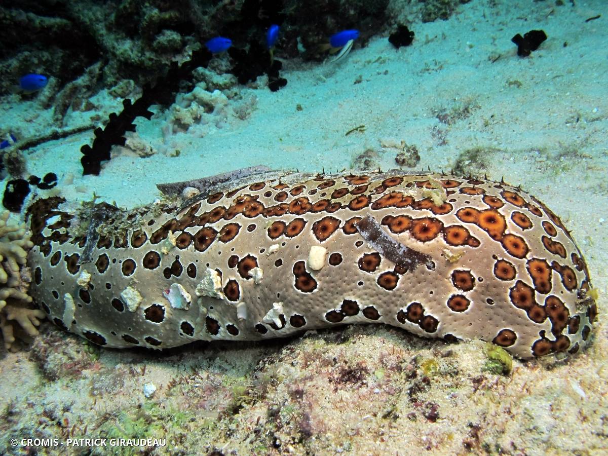 Holothurie léopard