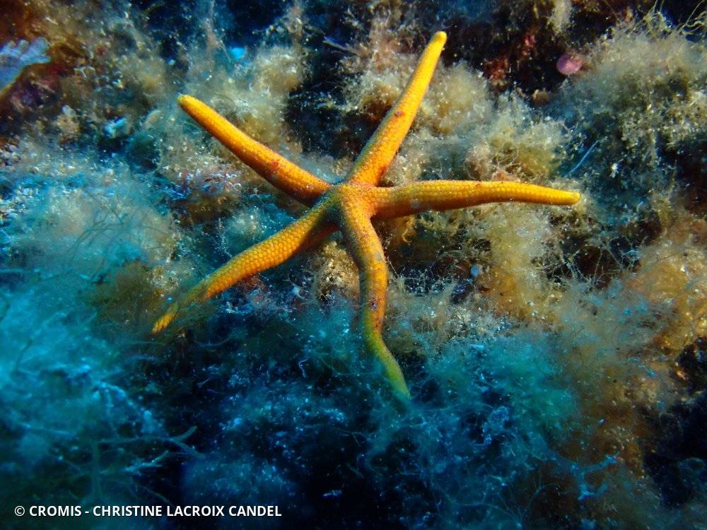 Etoile de mer aux longs bras