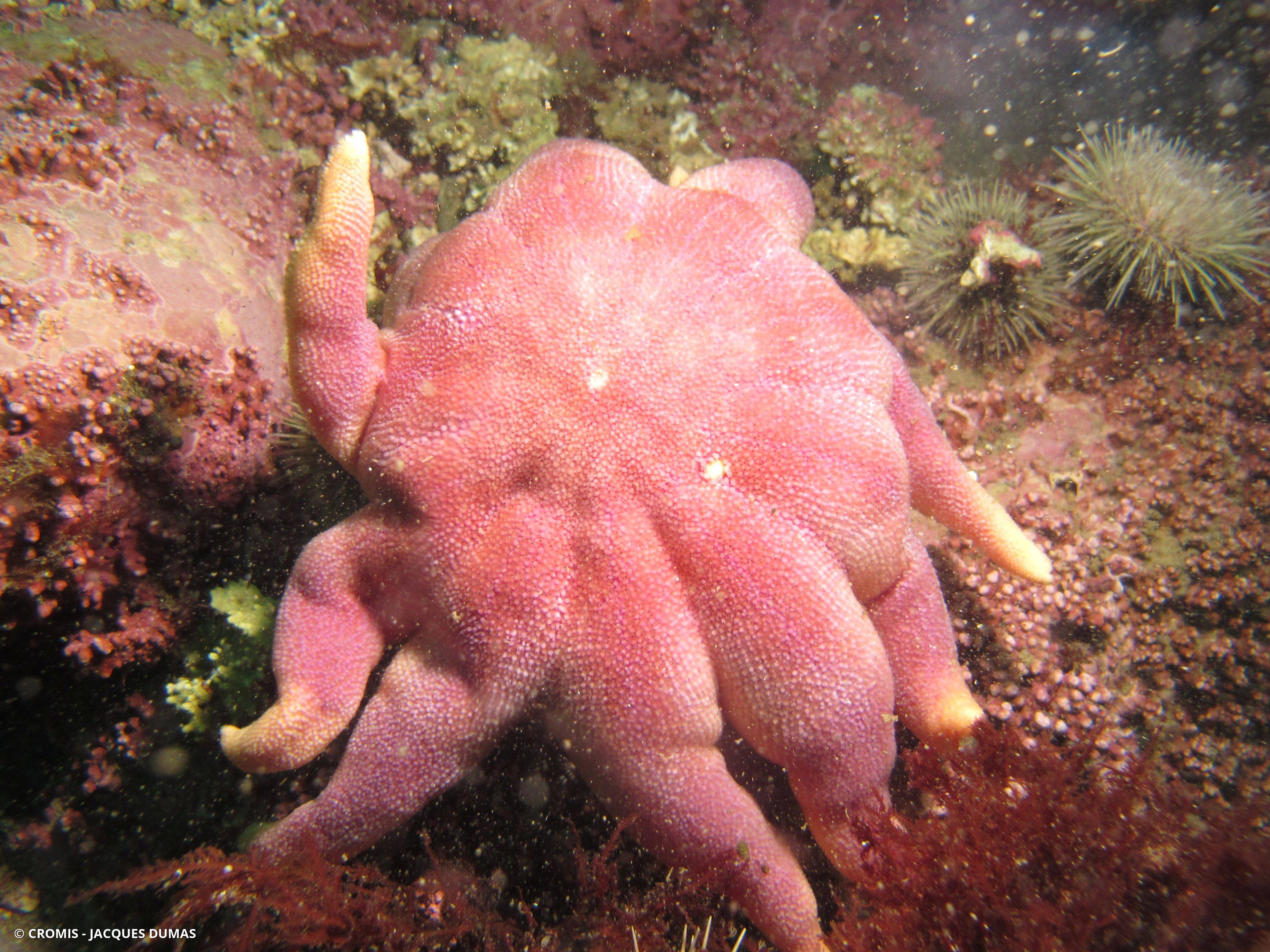 Soleil de mer pourpre