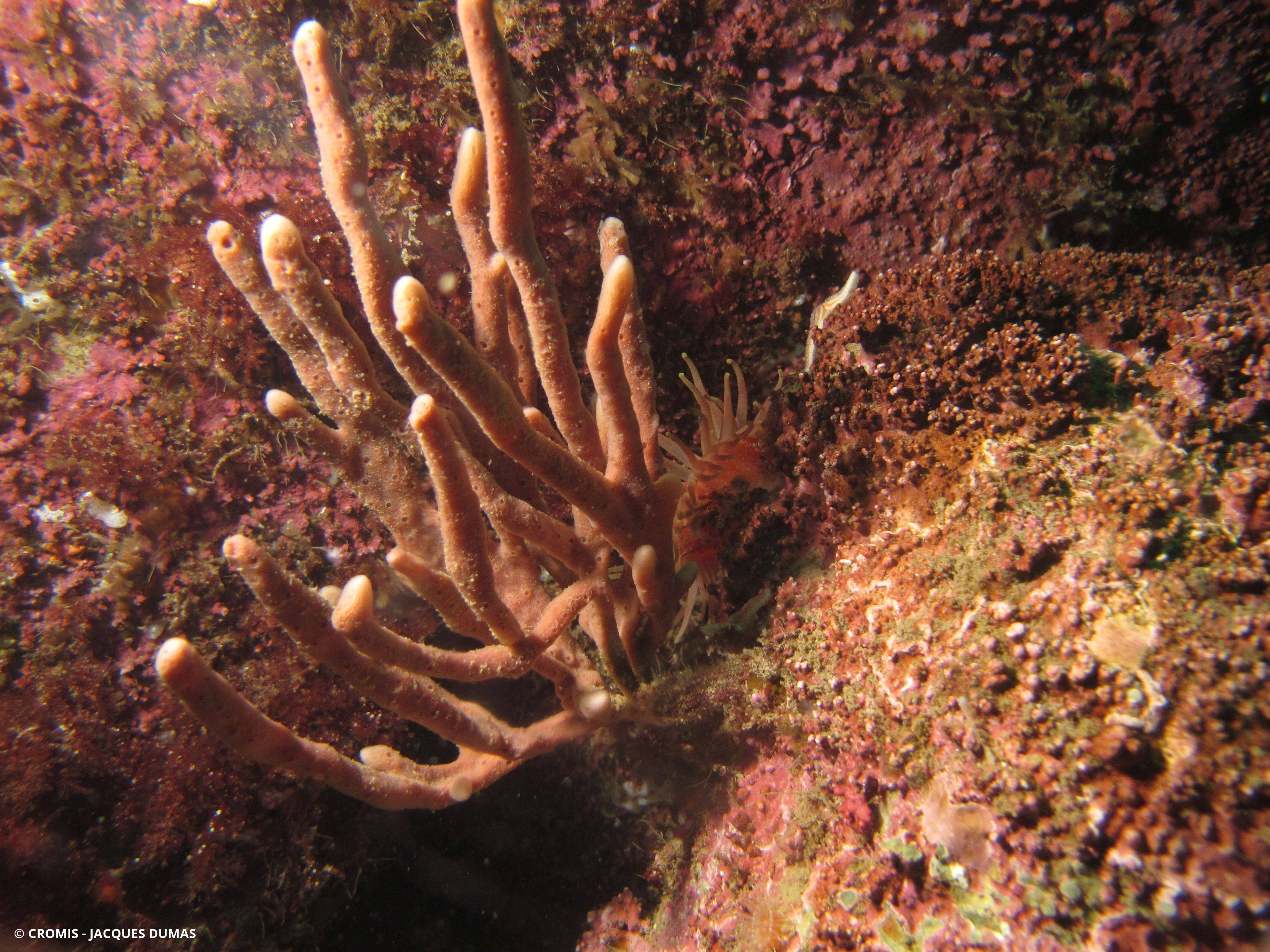 Chaline oculée