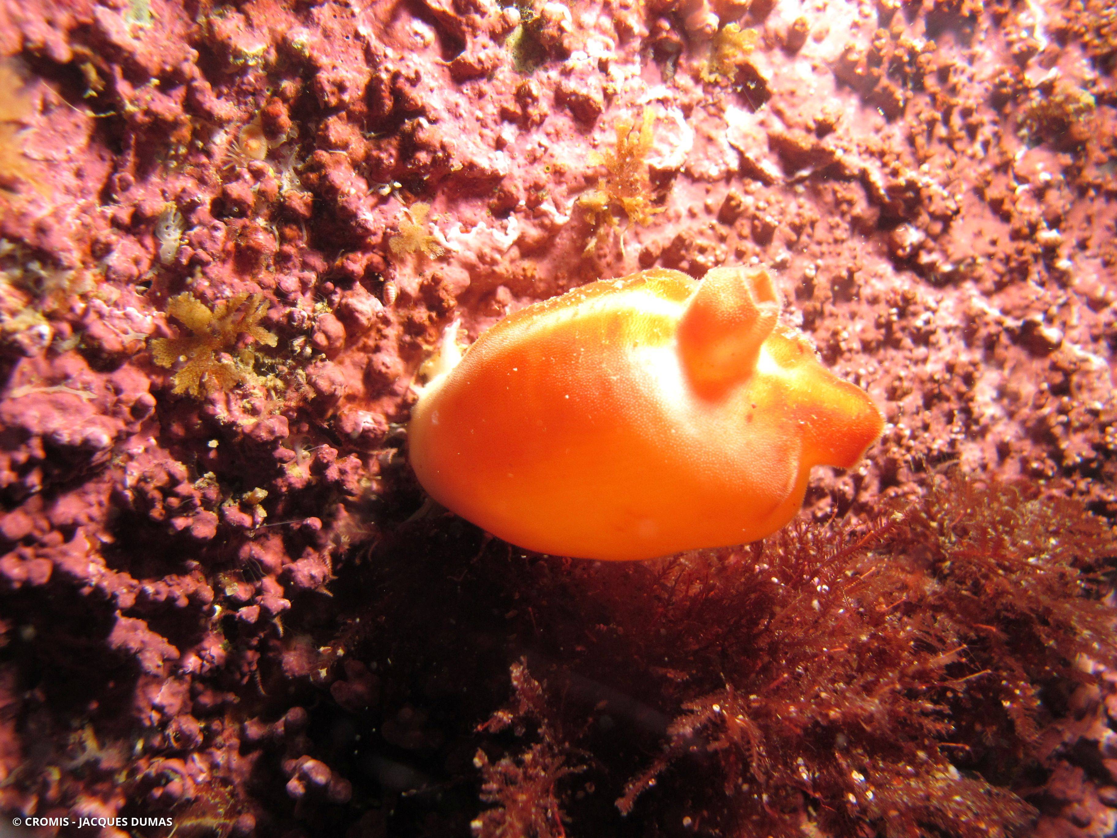 Pêche de mer