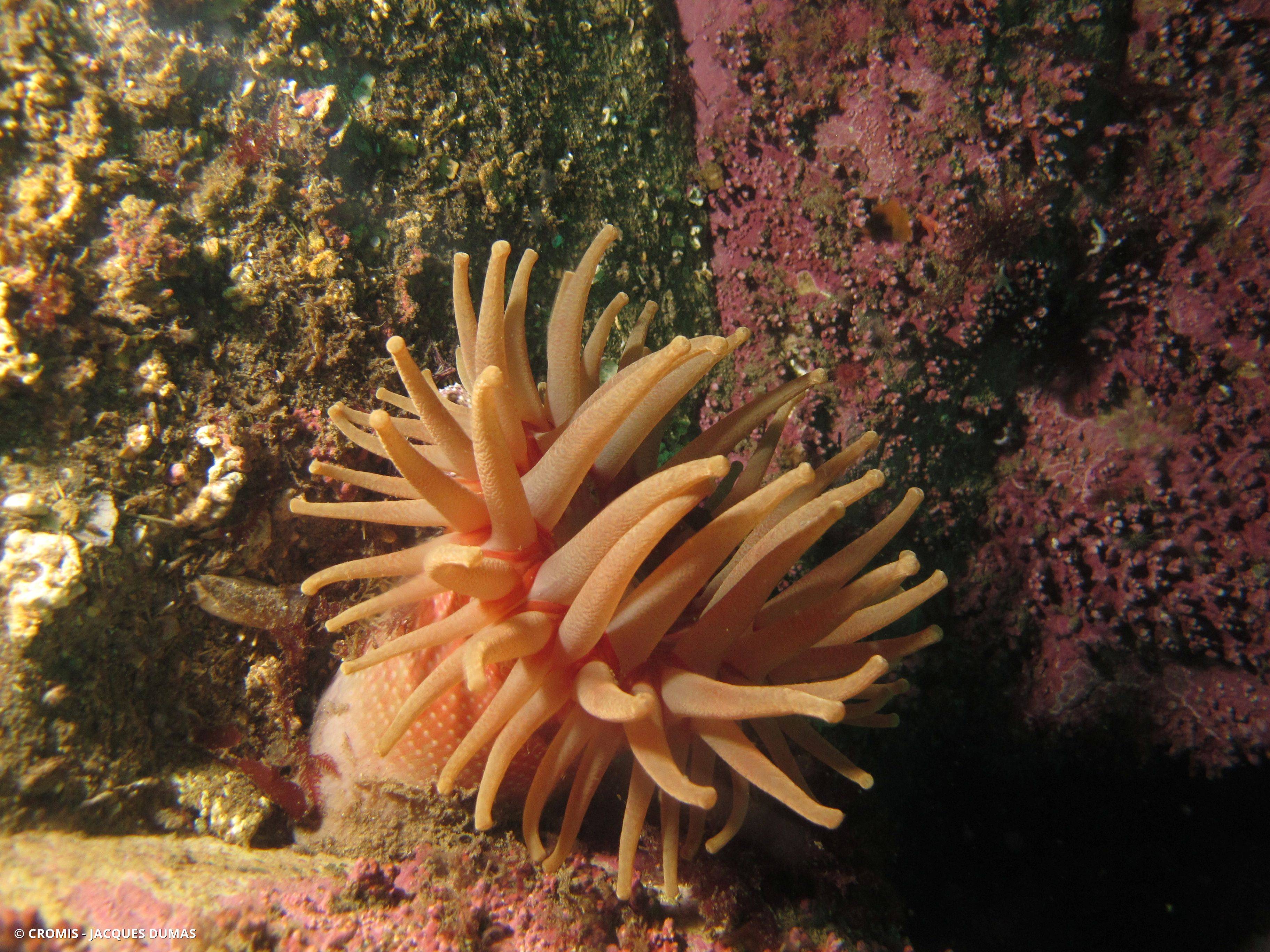 Anémone criblée