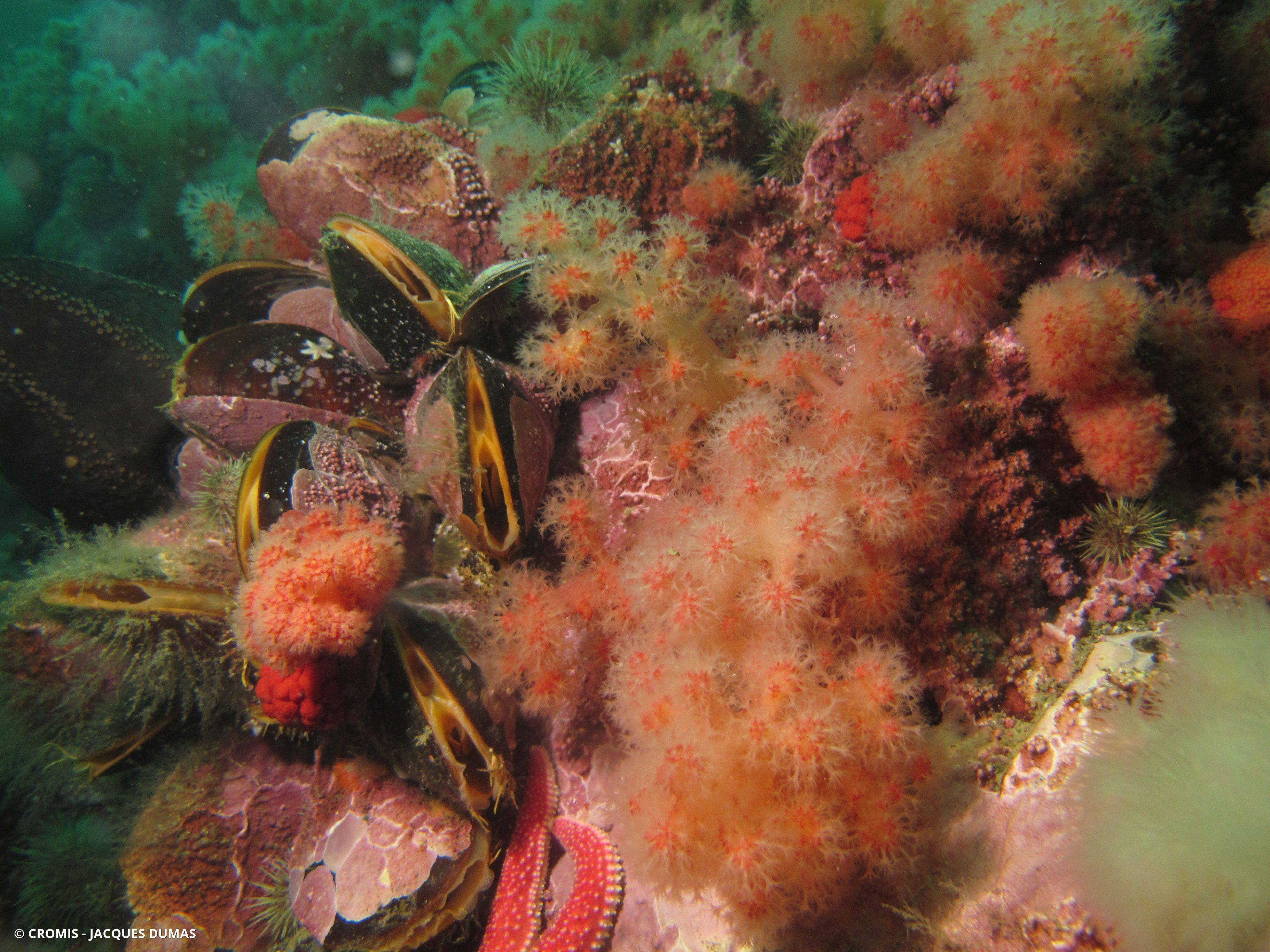 Framboise de mer