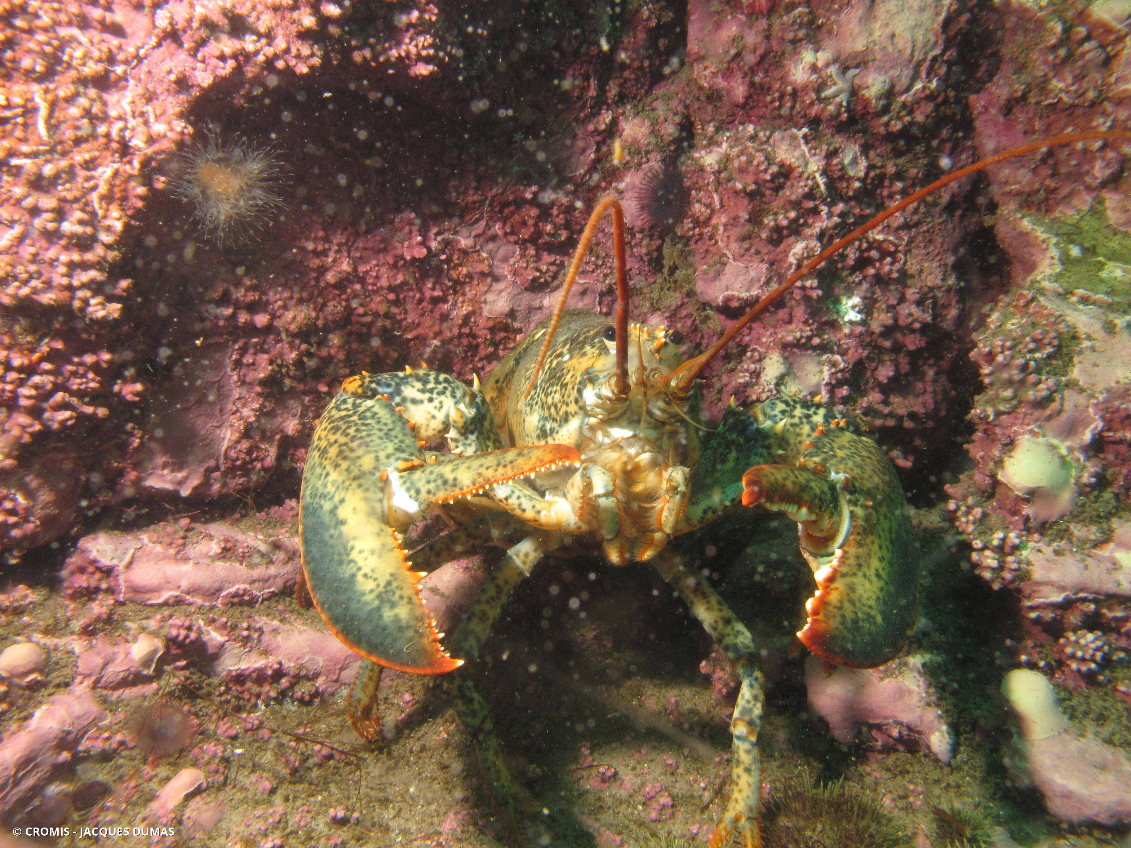 Homard américain