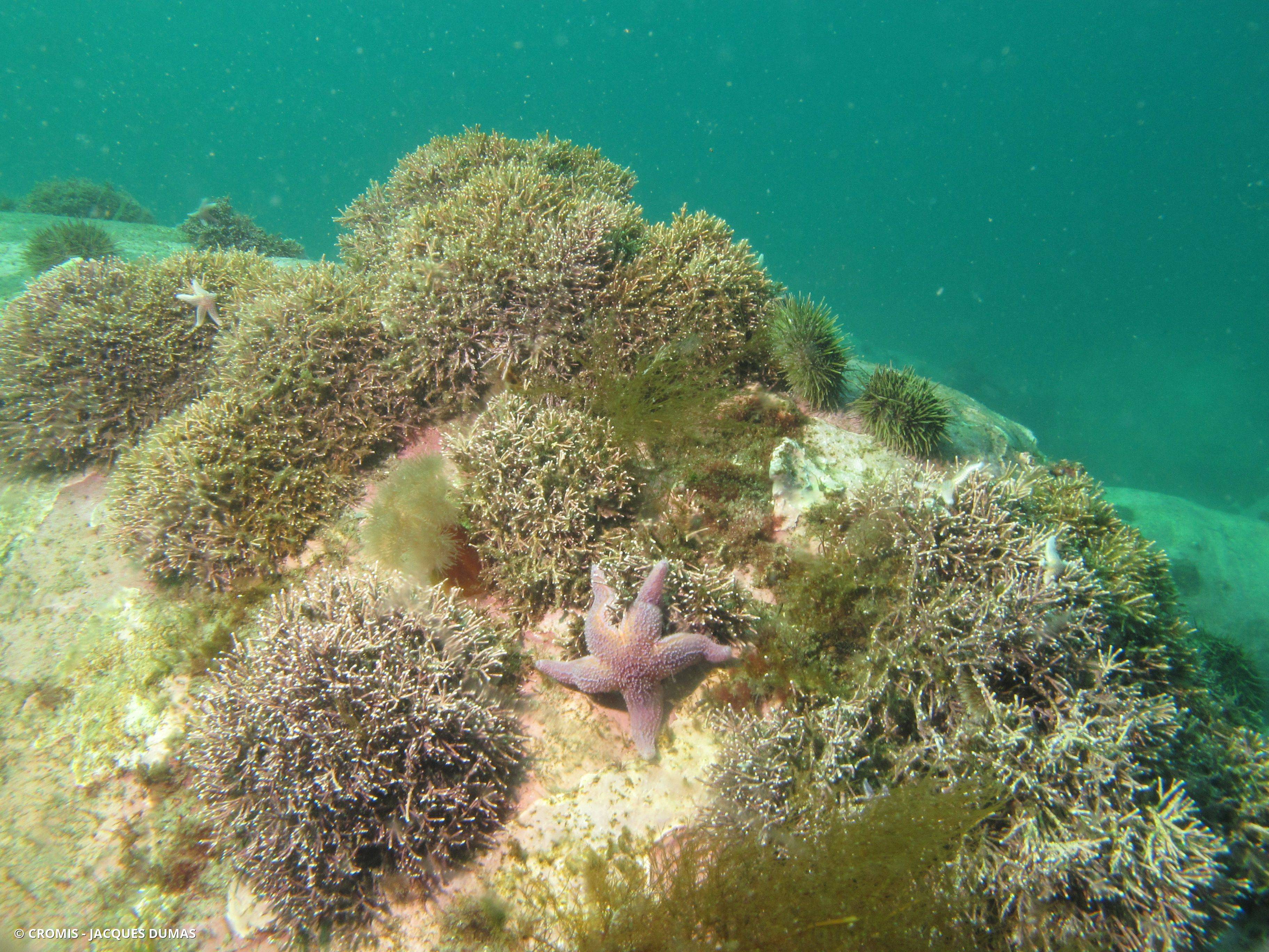 Étoile de mer commune