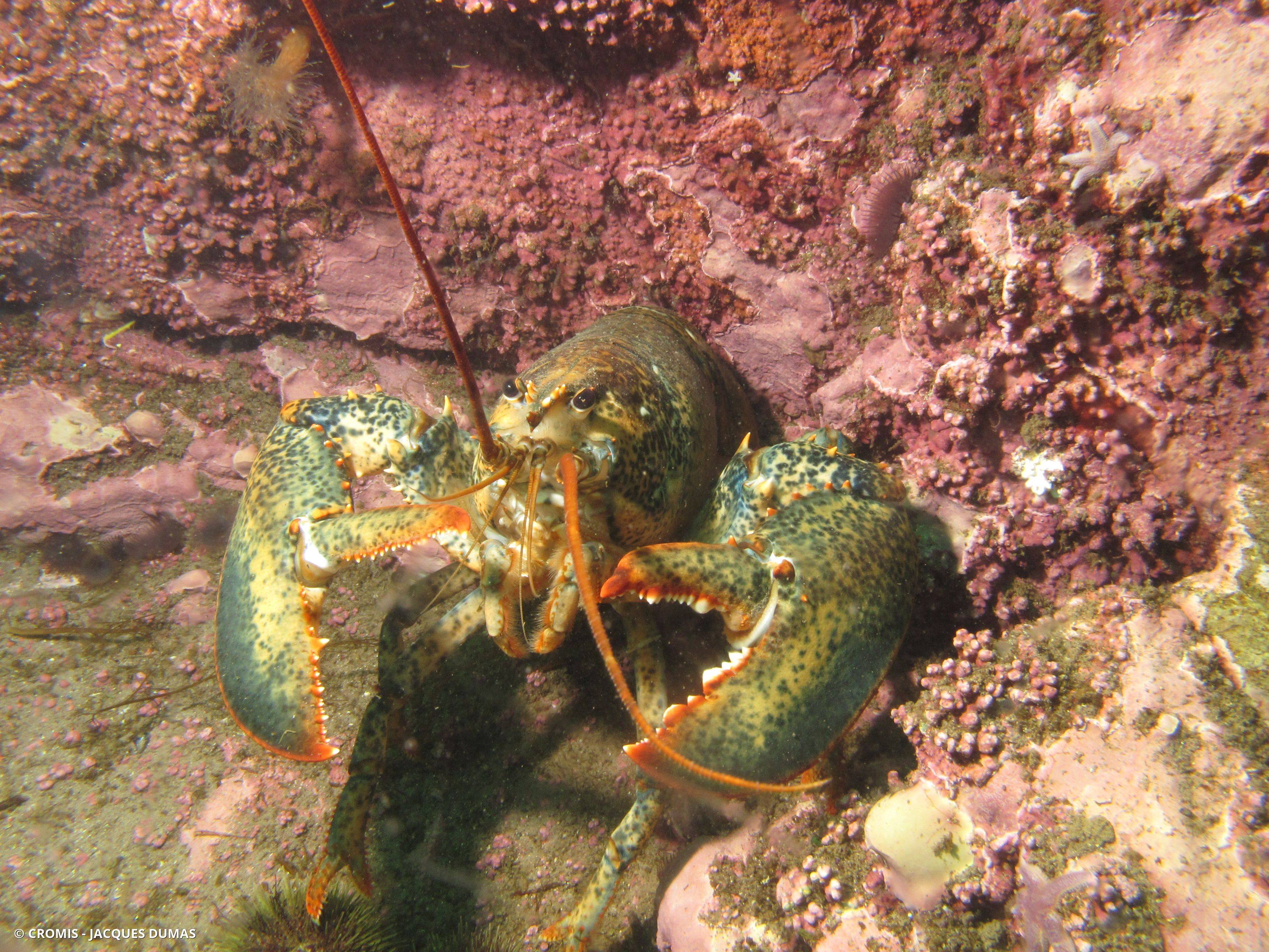Homard américain