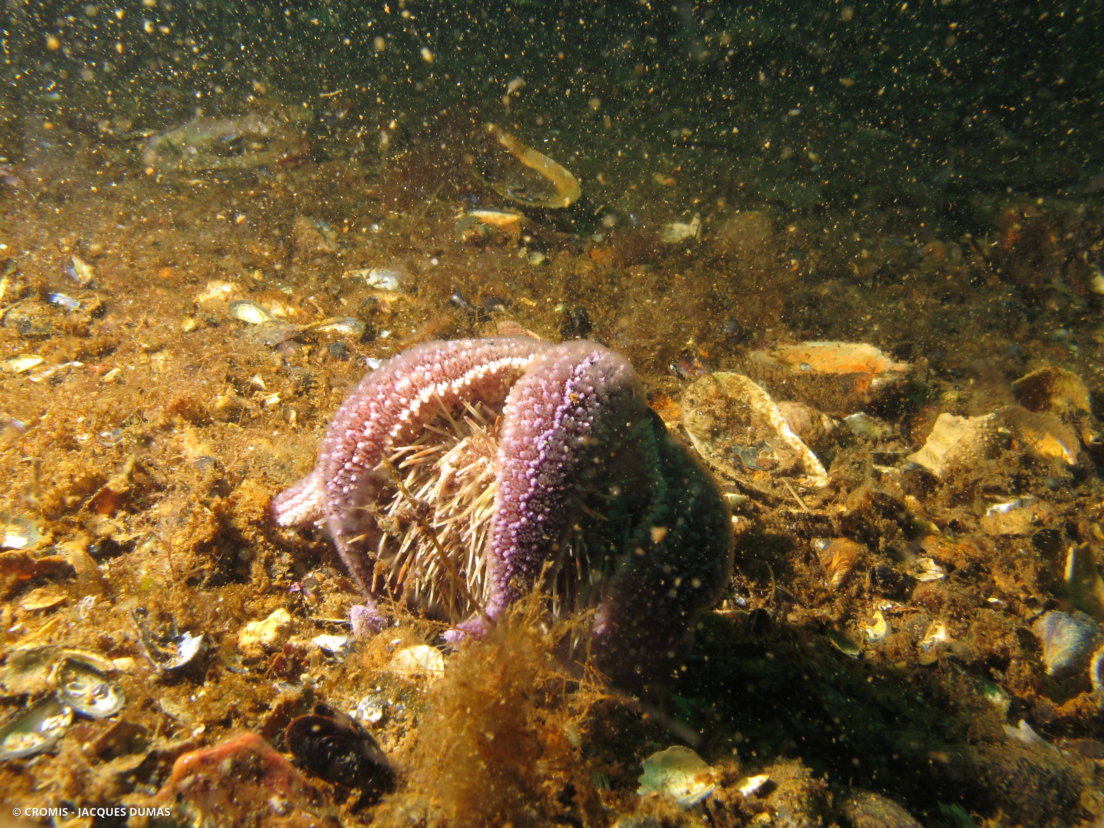 Étoile de mer commune