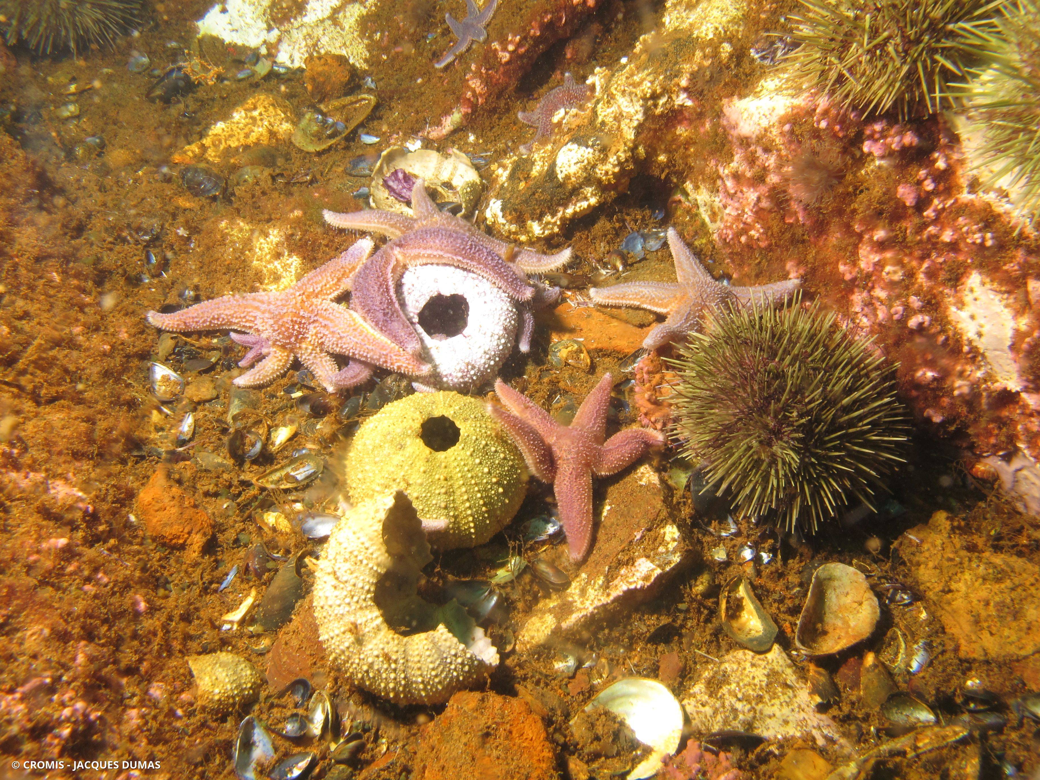 Étoile de mer commune