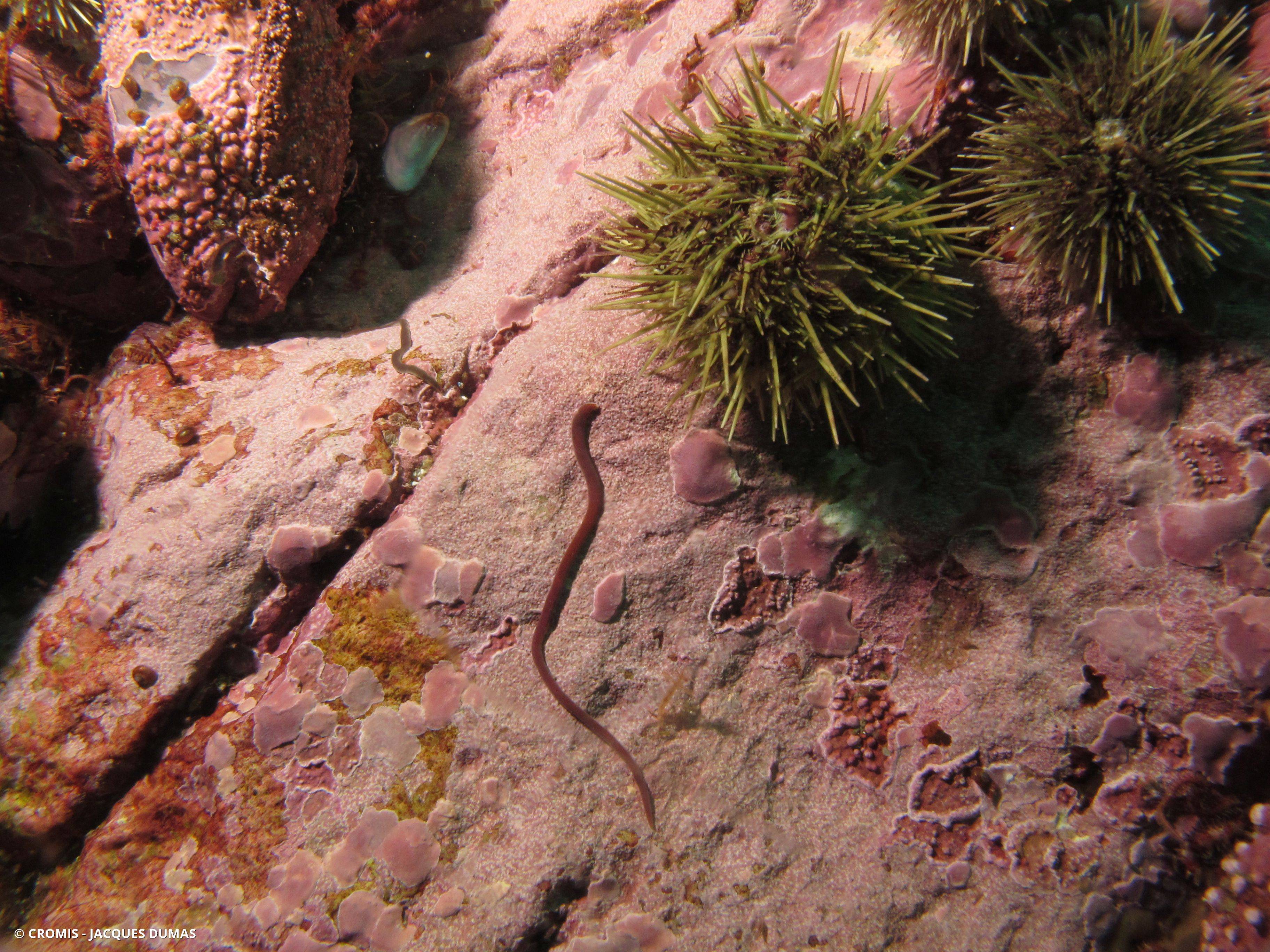 Amphipore anguleux