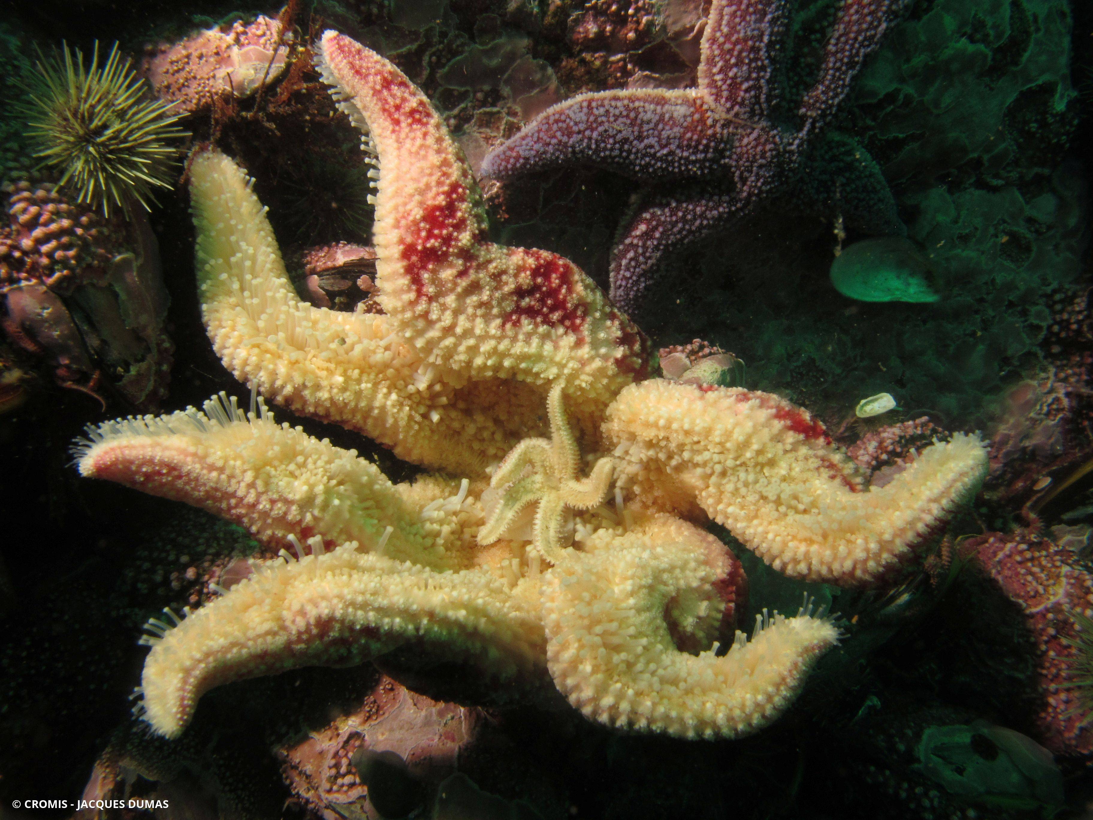 Étoile de mer polaire