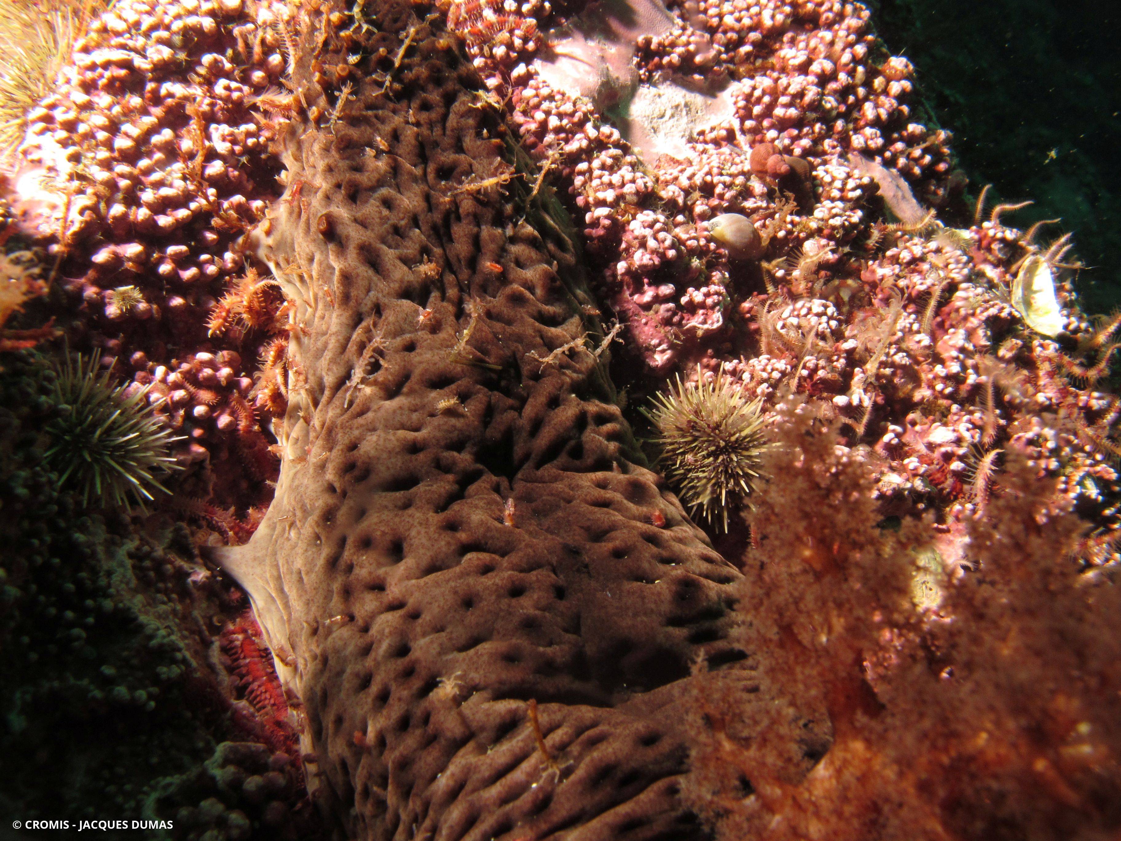 Chevrolle scolopendroïde