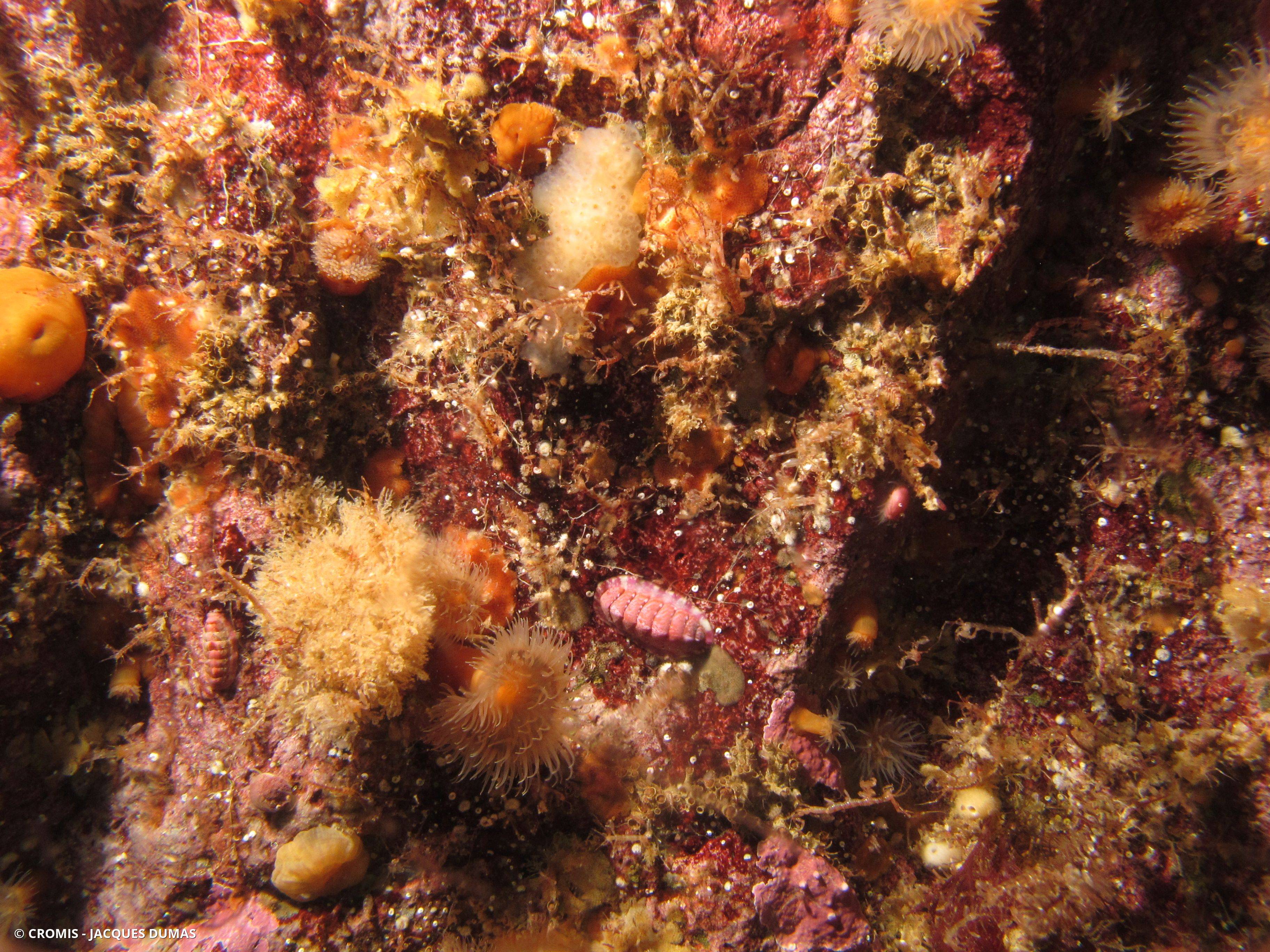 Chiton rouge marbré