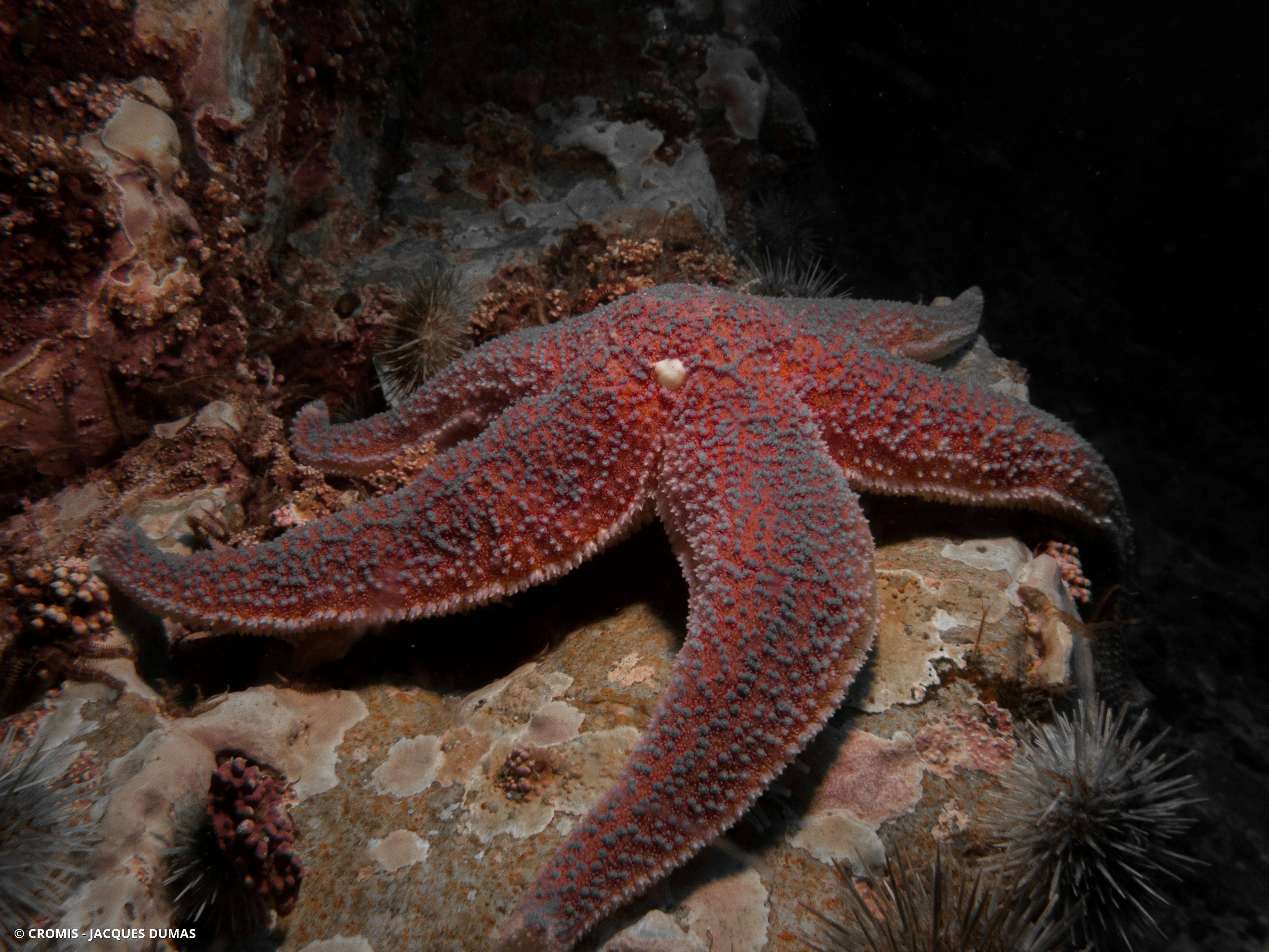 Étoile de mer commune