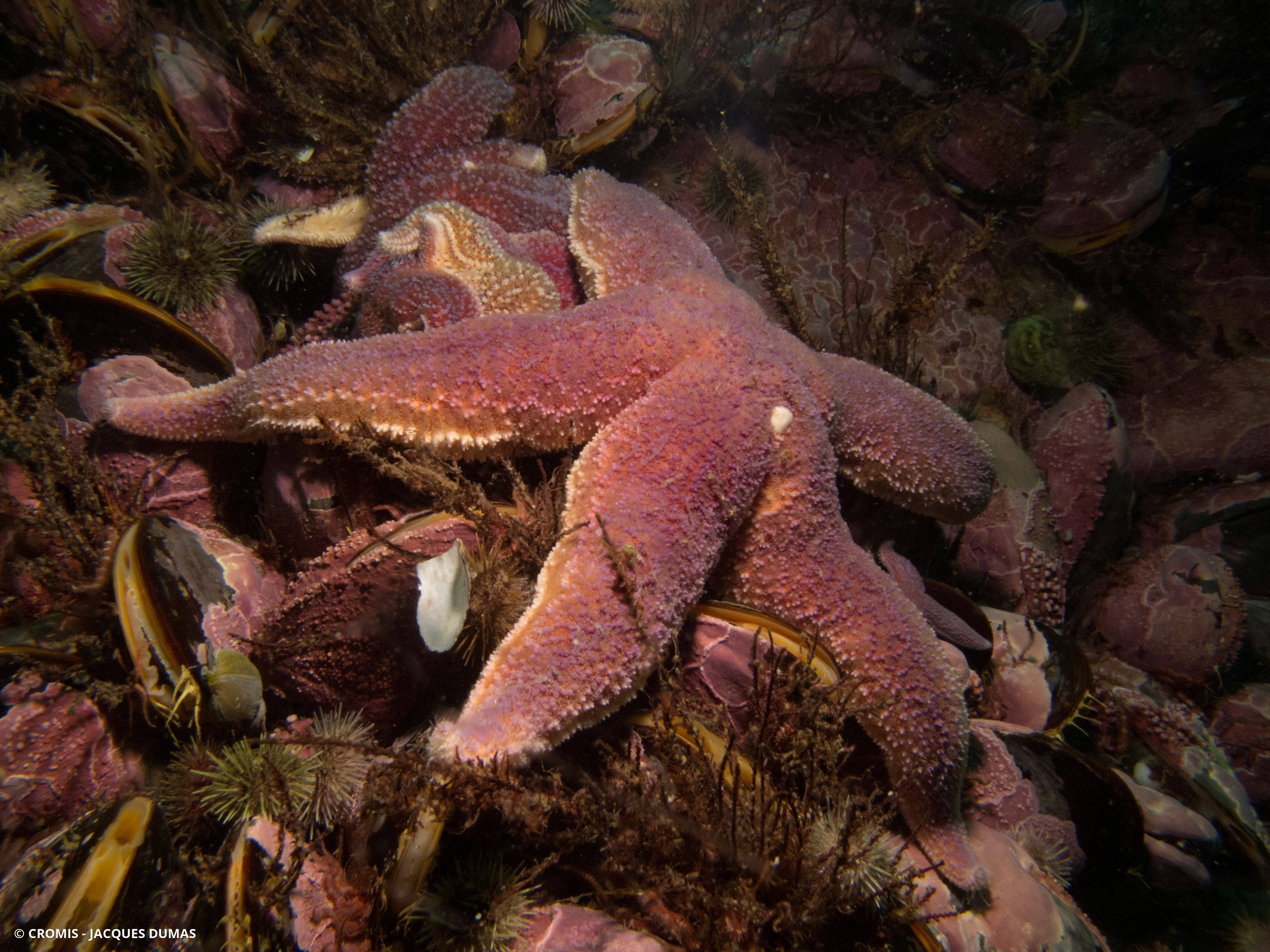 Étoile de mer commune