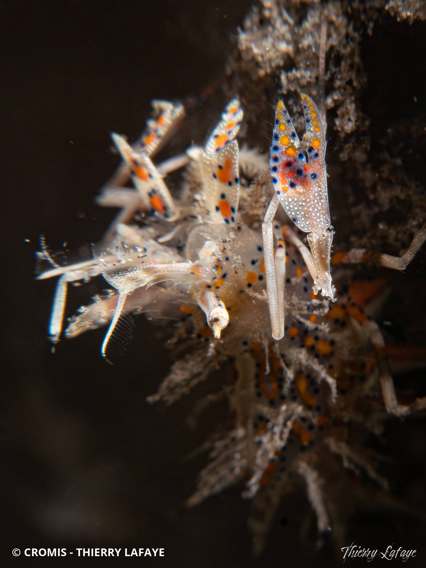Crevette tigre épineuse