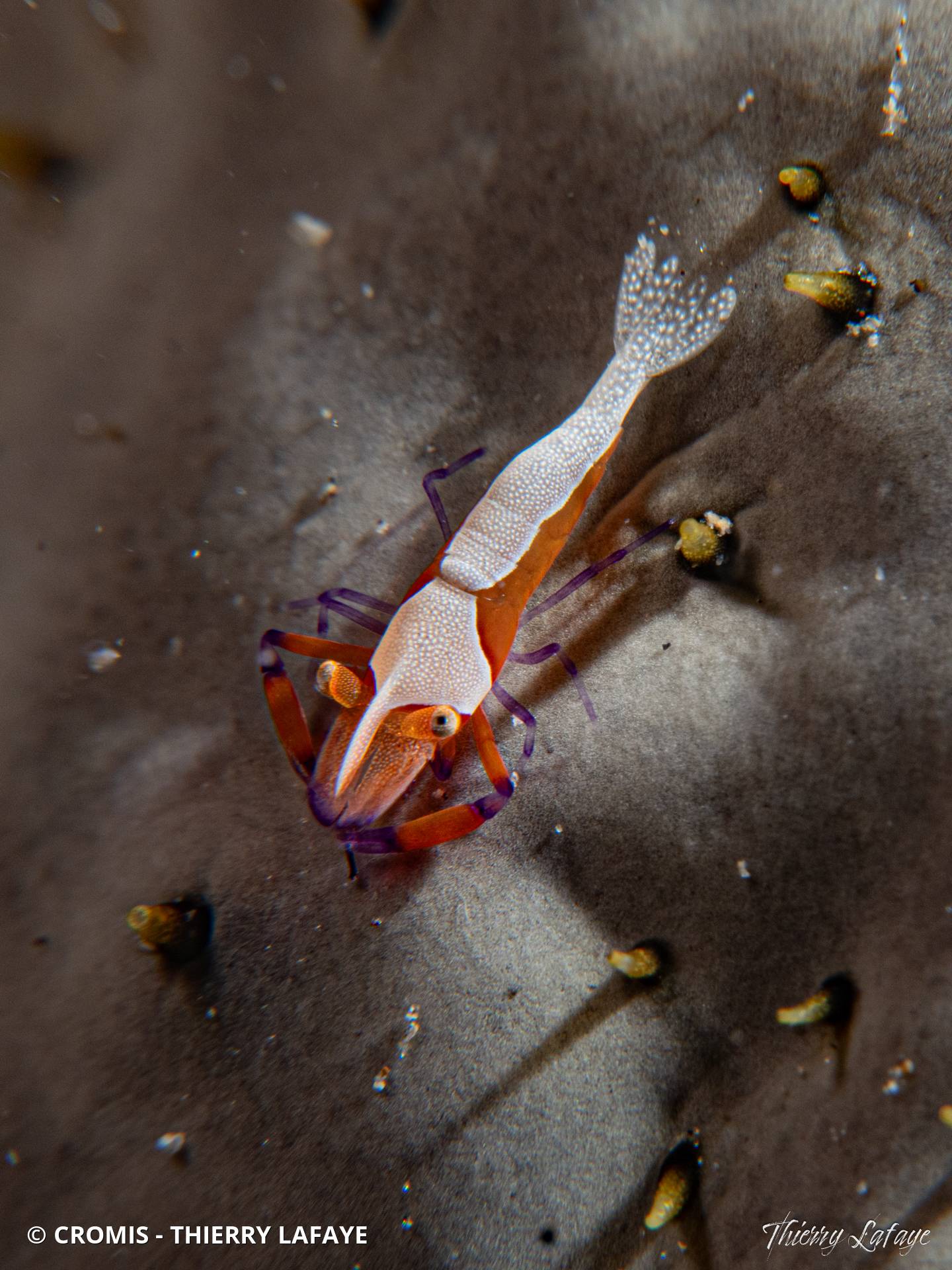 Crevette nettoyeuse impériale