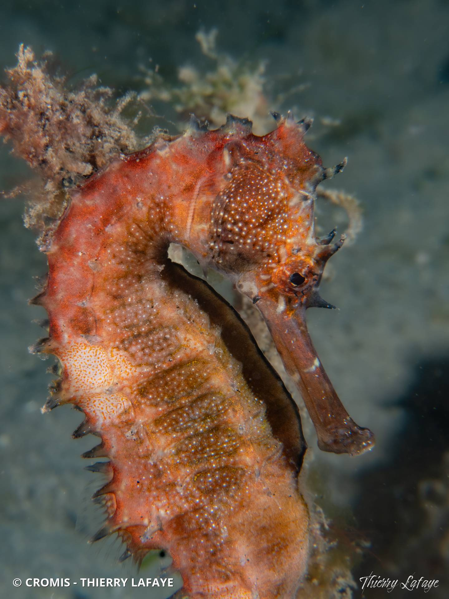 Hippocampe hérissé