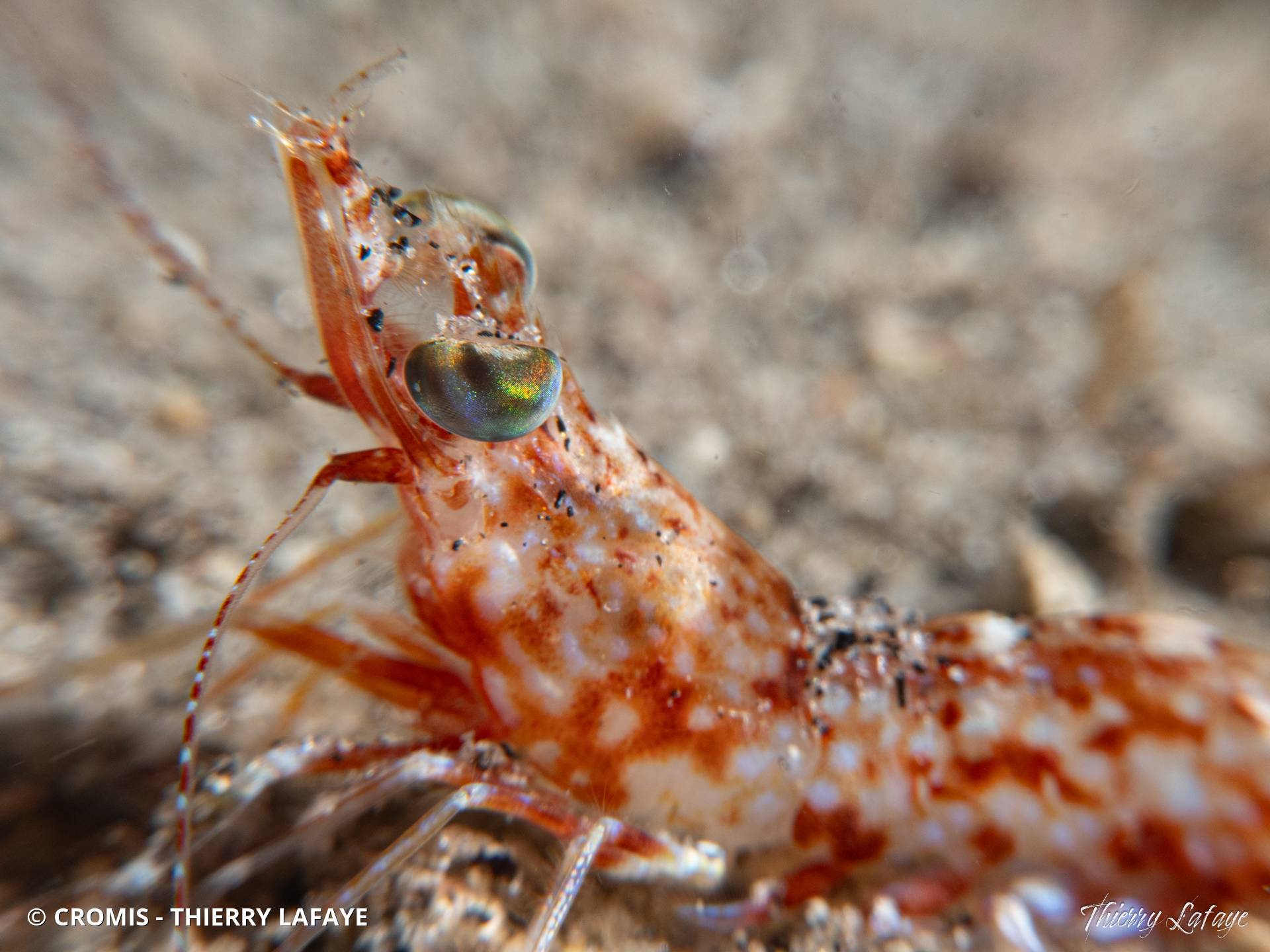 Crevettes danseuses Indo-Pacifiques