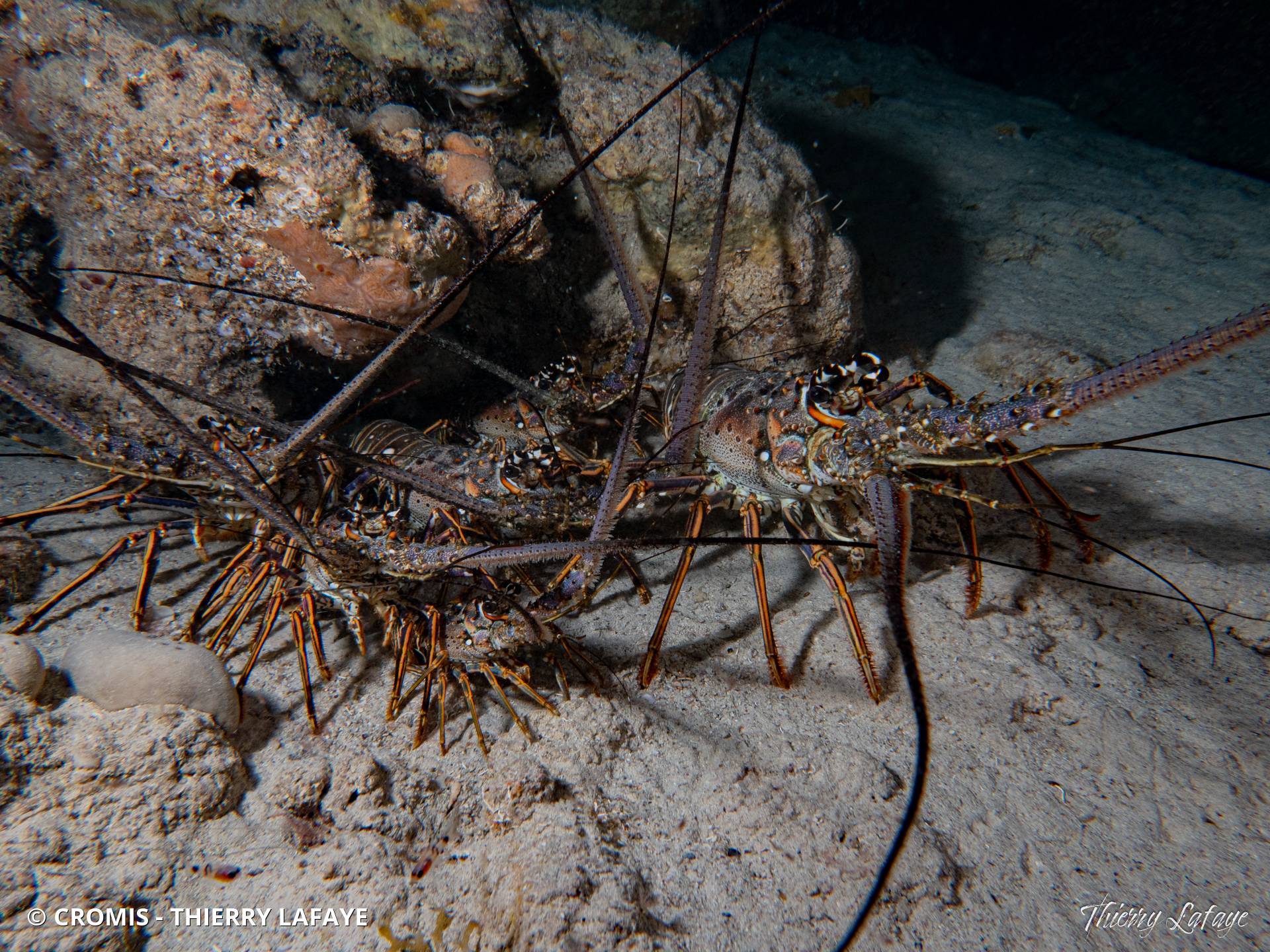 Langouste des Caraïbes