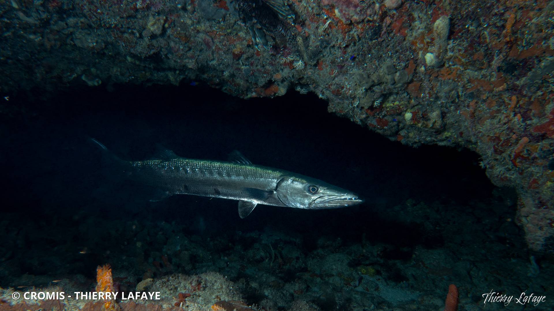 Grand barracuda