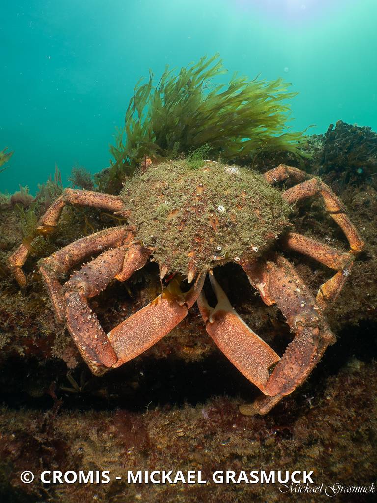 Araignée de mer Atlantique