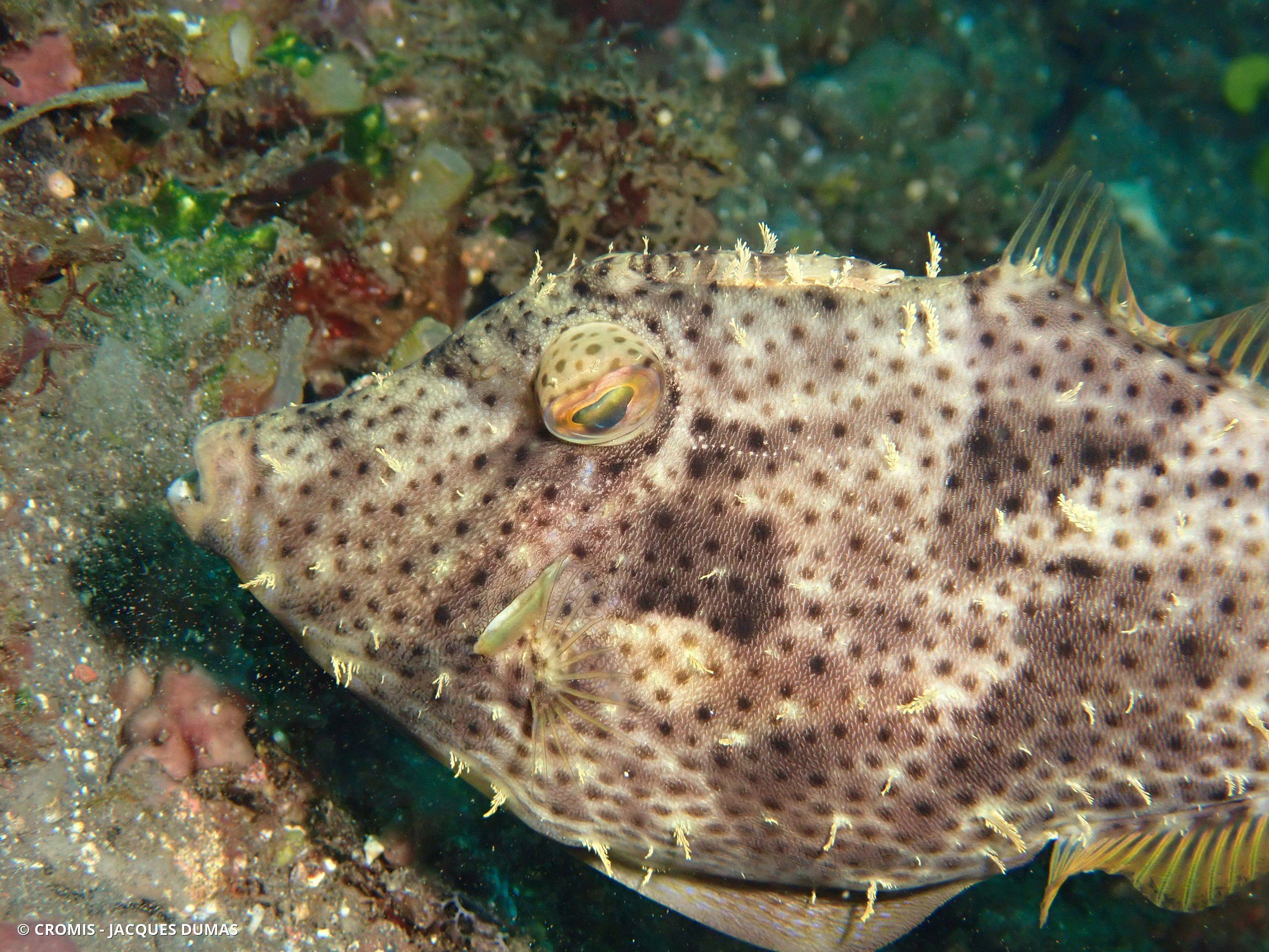 Poisson-lime panthère