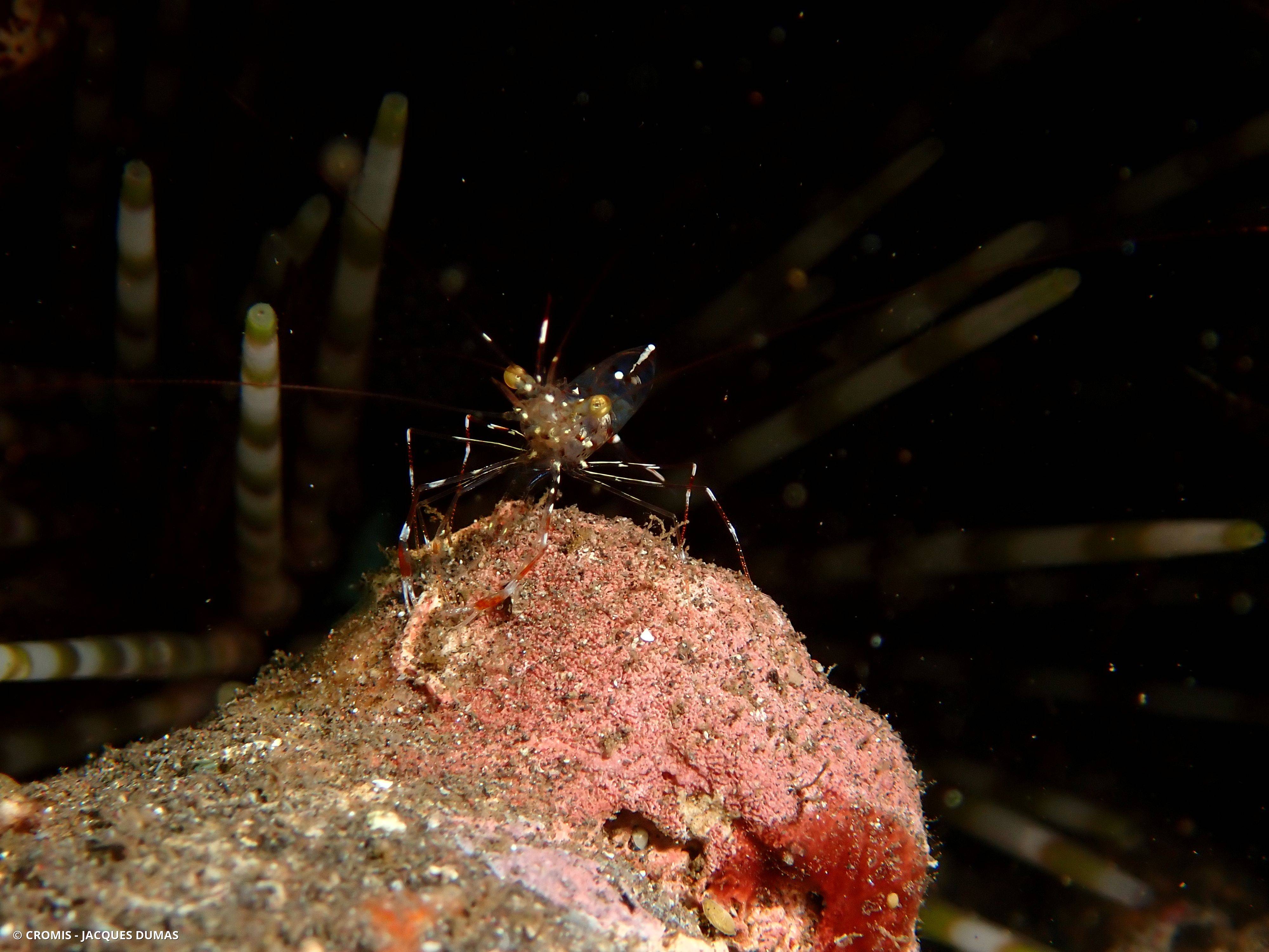 Crevette nettoyeuse de Bruun