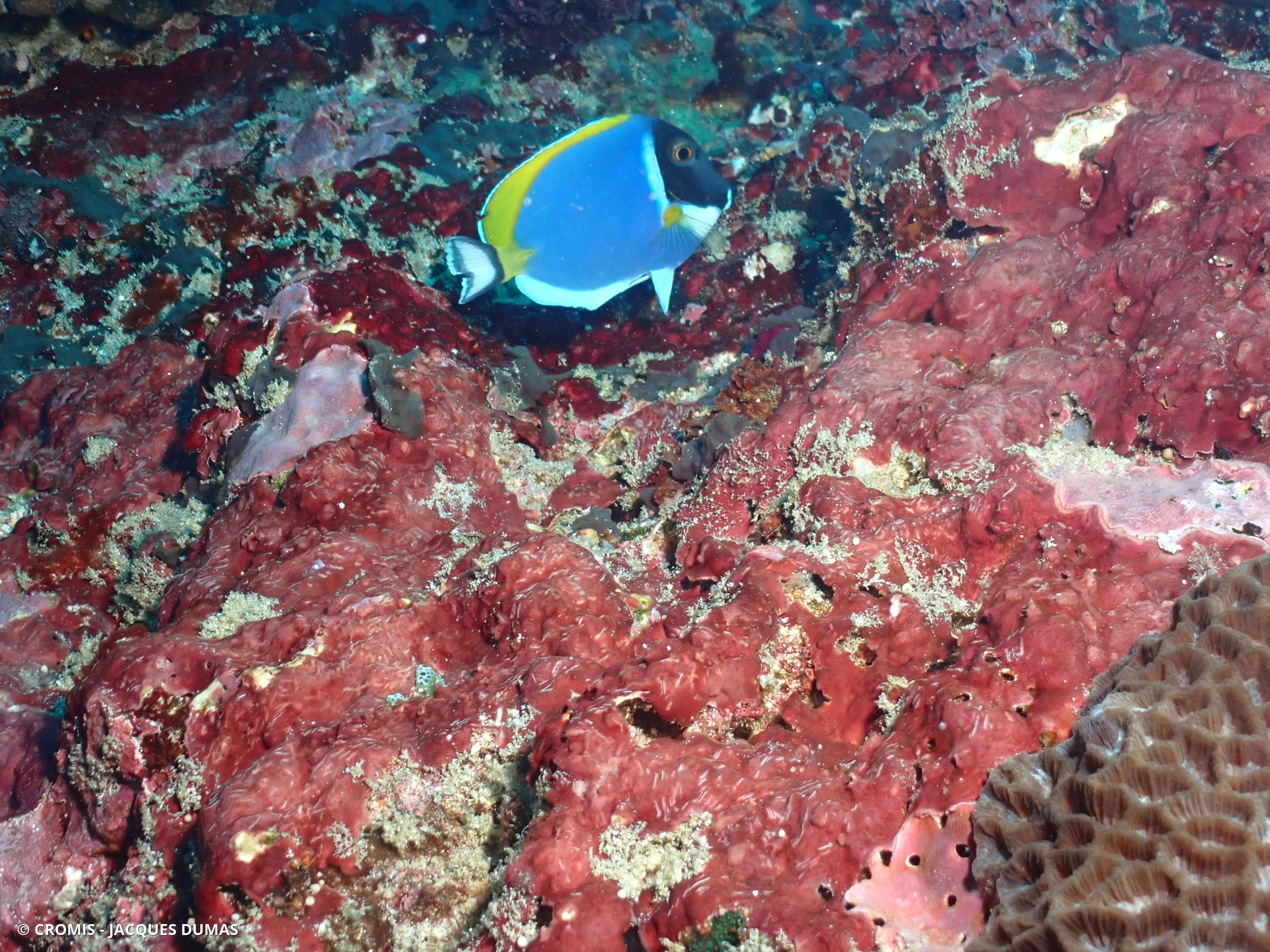 Chirurgien à poitrine blanche